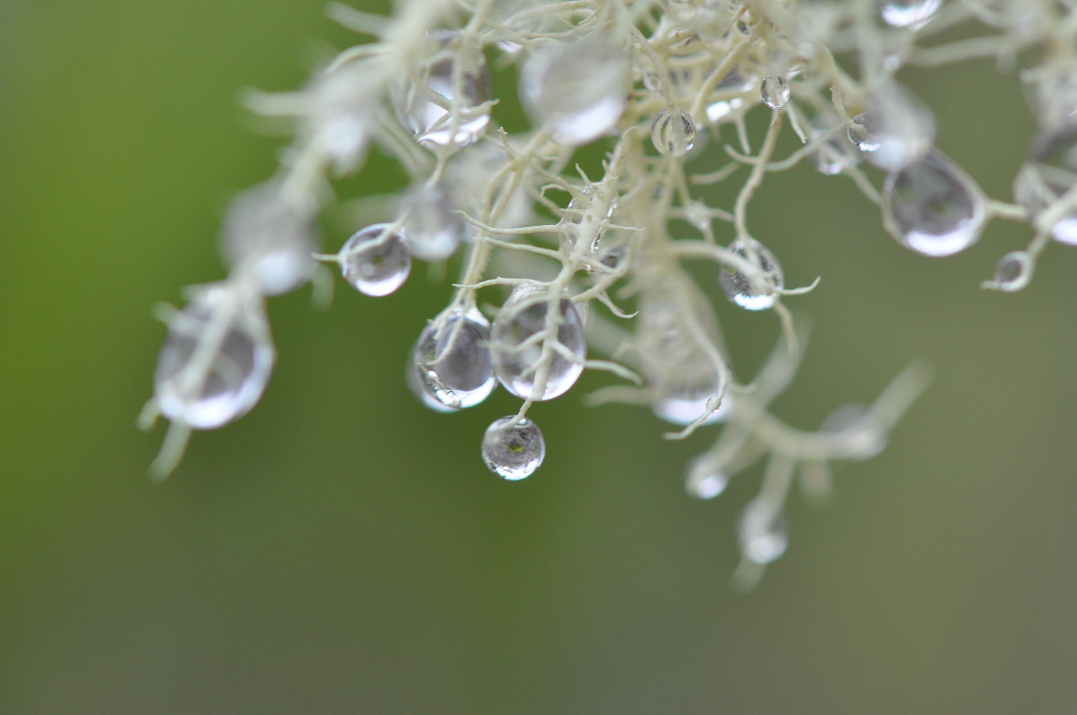 Morning dew on reindeer lichen. 