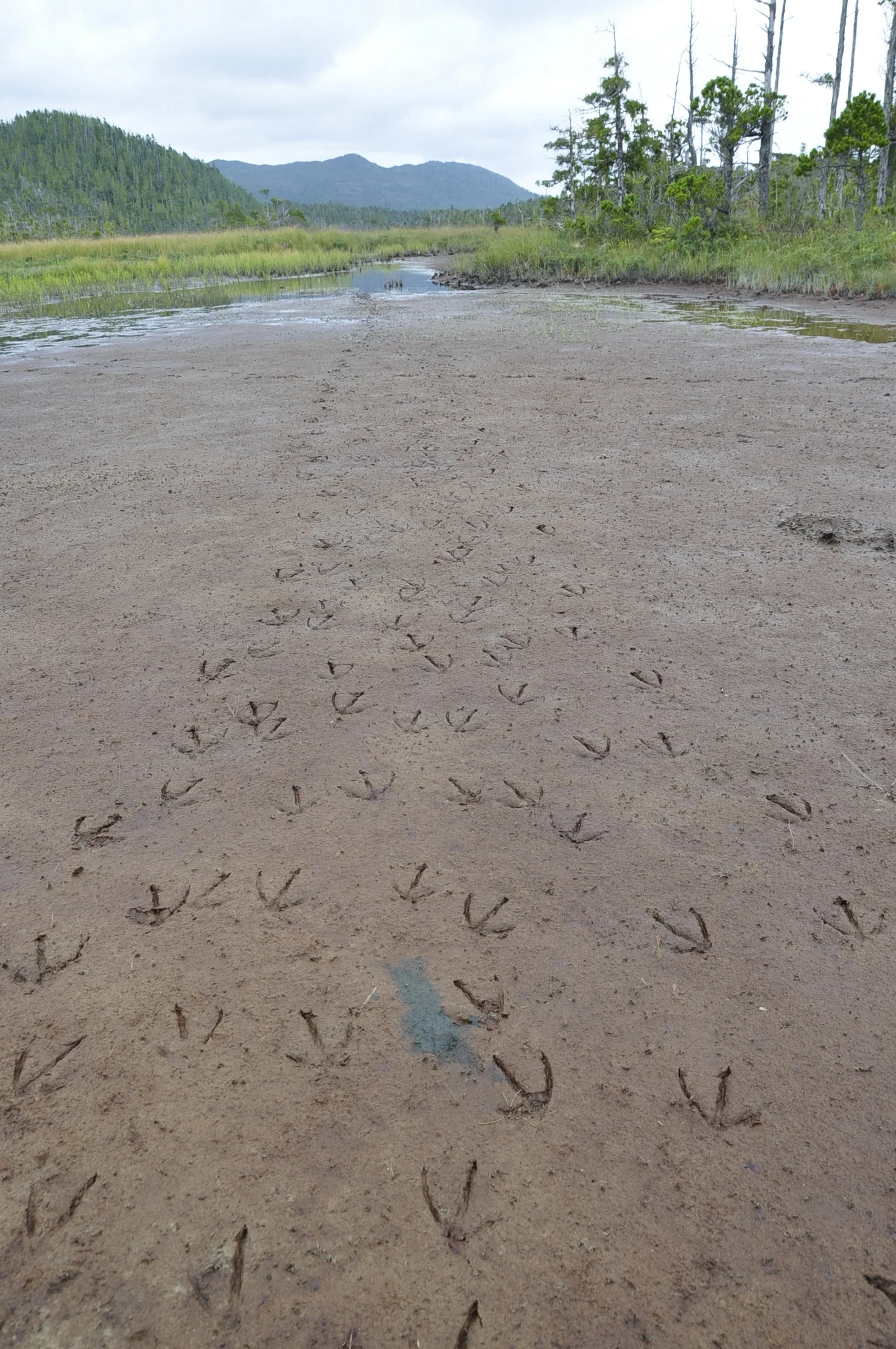 Sandhill crane highway through the bog.