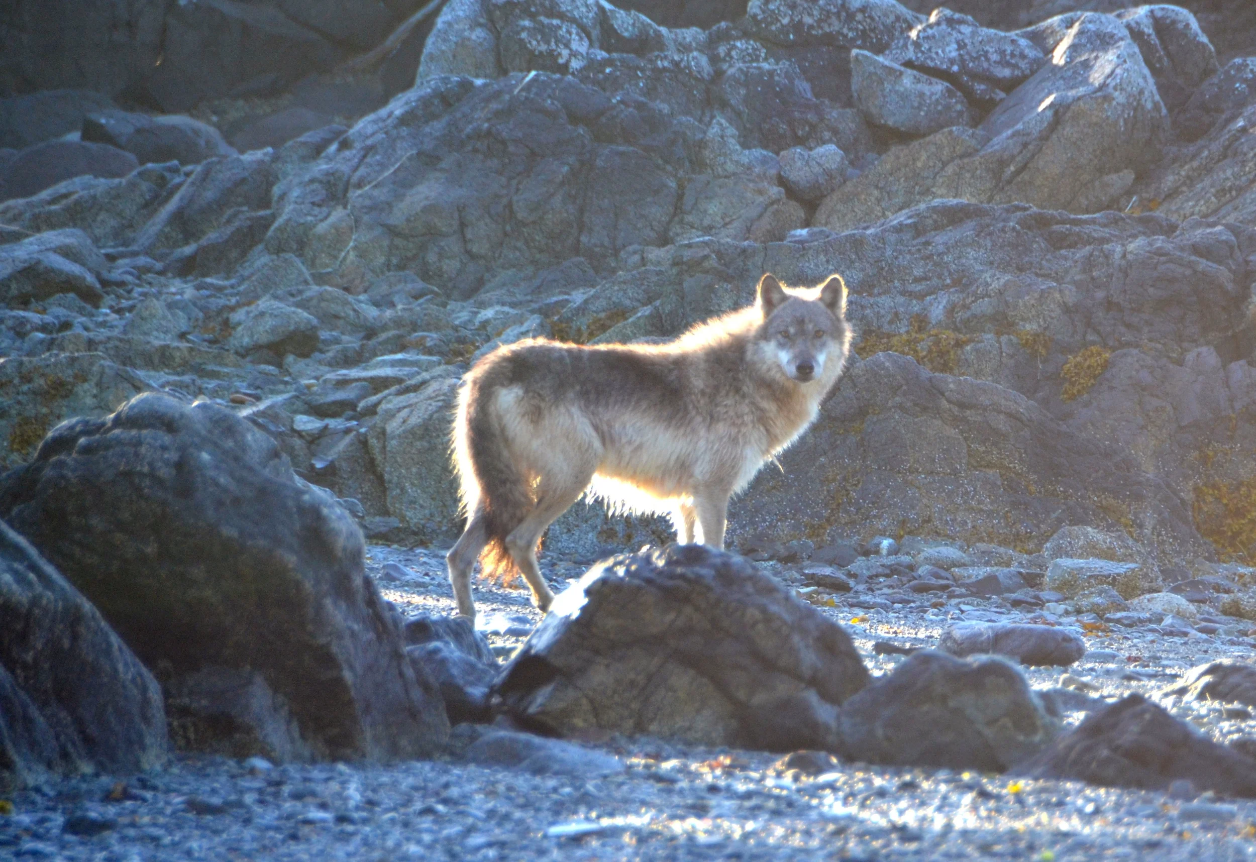 This wolf quietly came by our camp each morning. The curiousity was mutual.