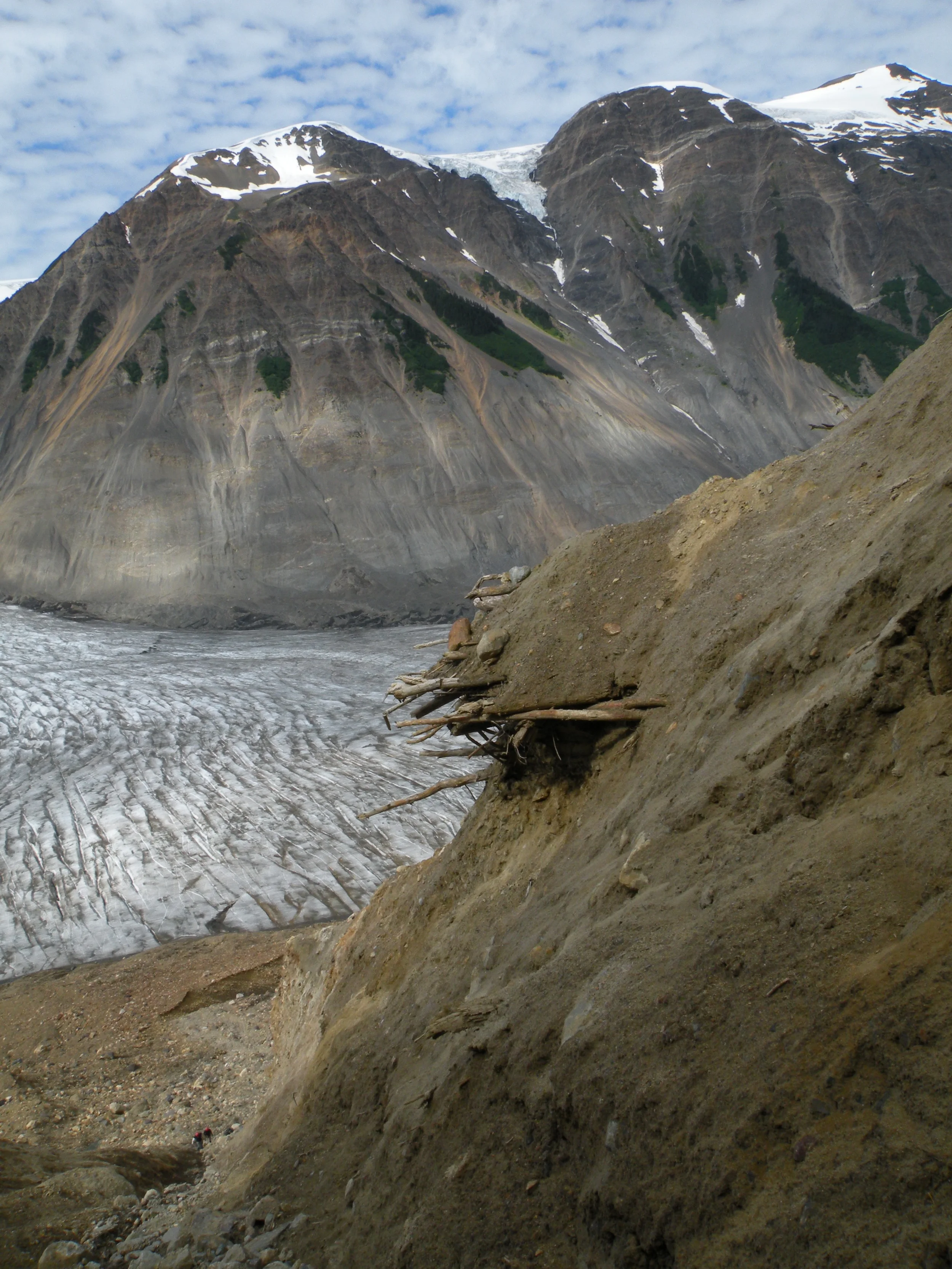 Buried forest at Bromely glacier.