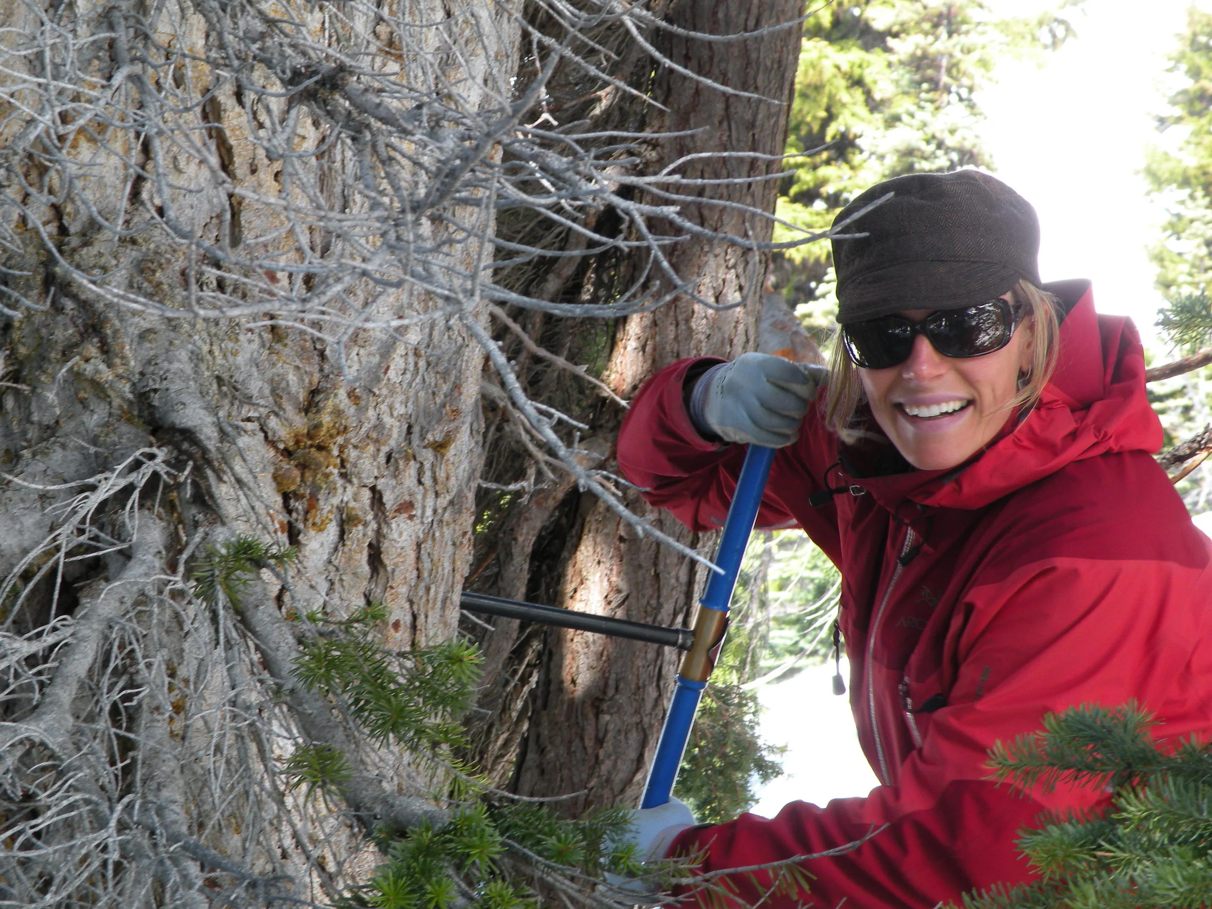 Boring a living tree at Confederation glacier, July 2012.