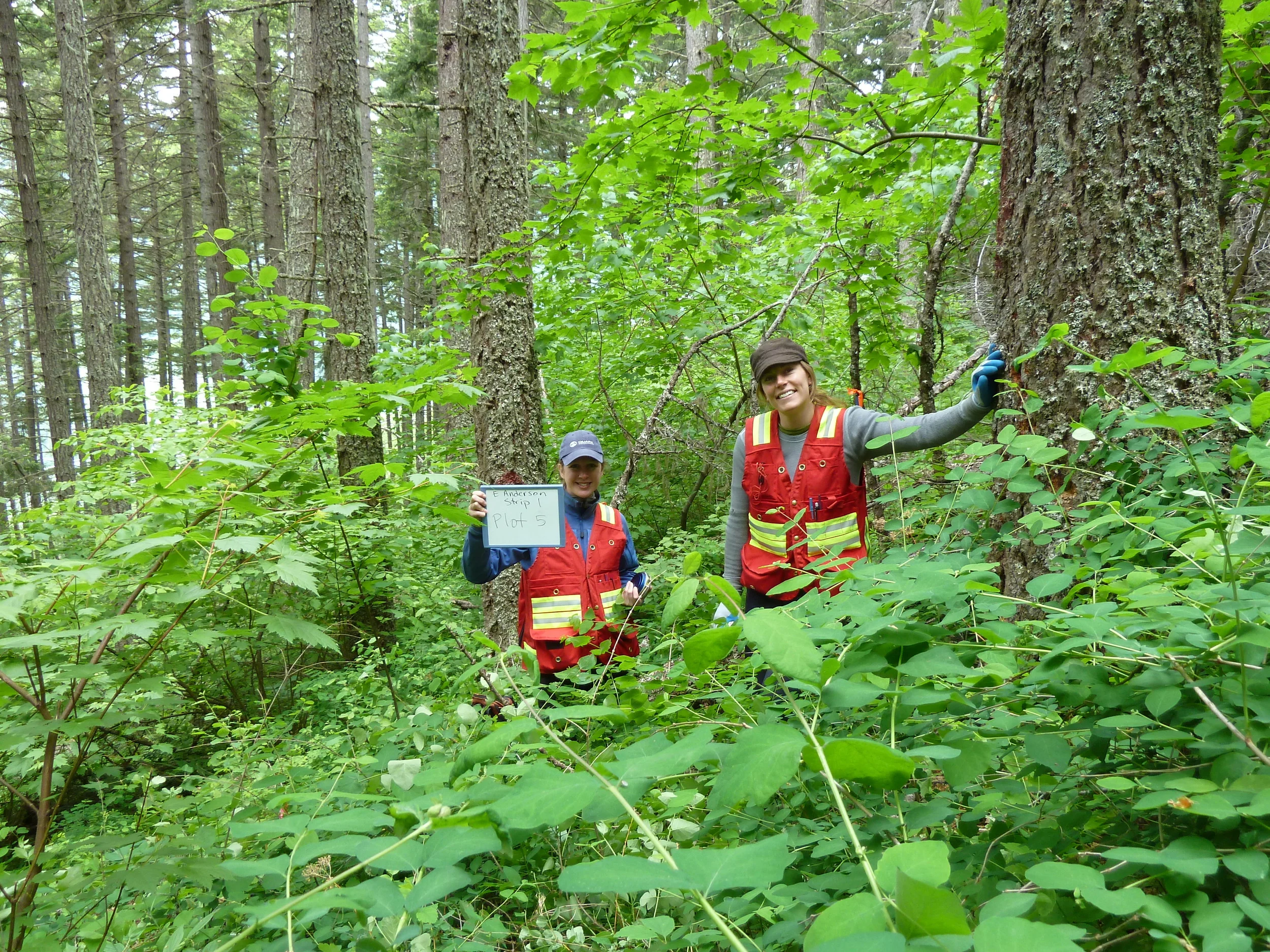 Back in the valley, helping Jodi with her forest mensuration plots.