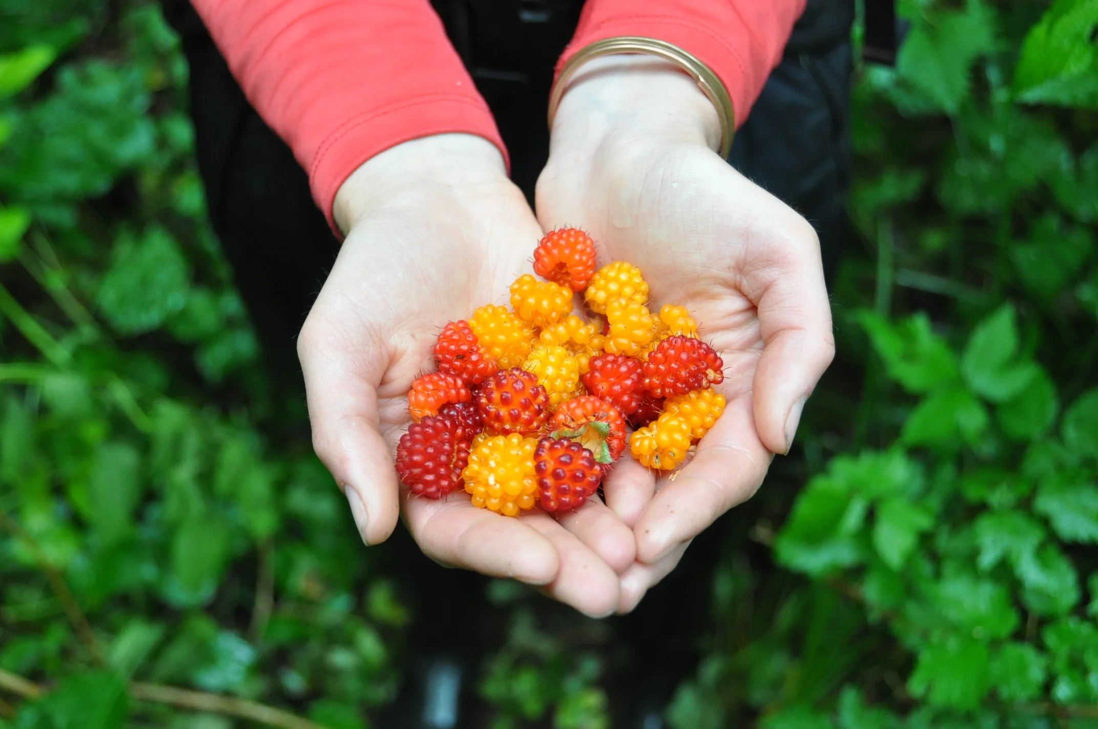 Salmon berries are a perfect snack in June.
