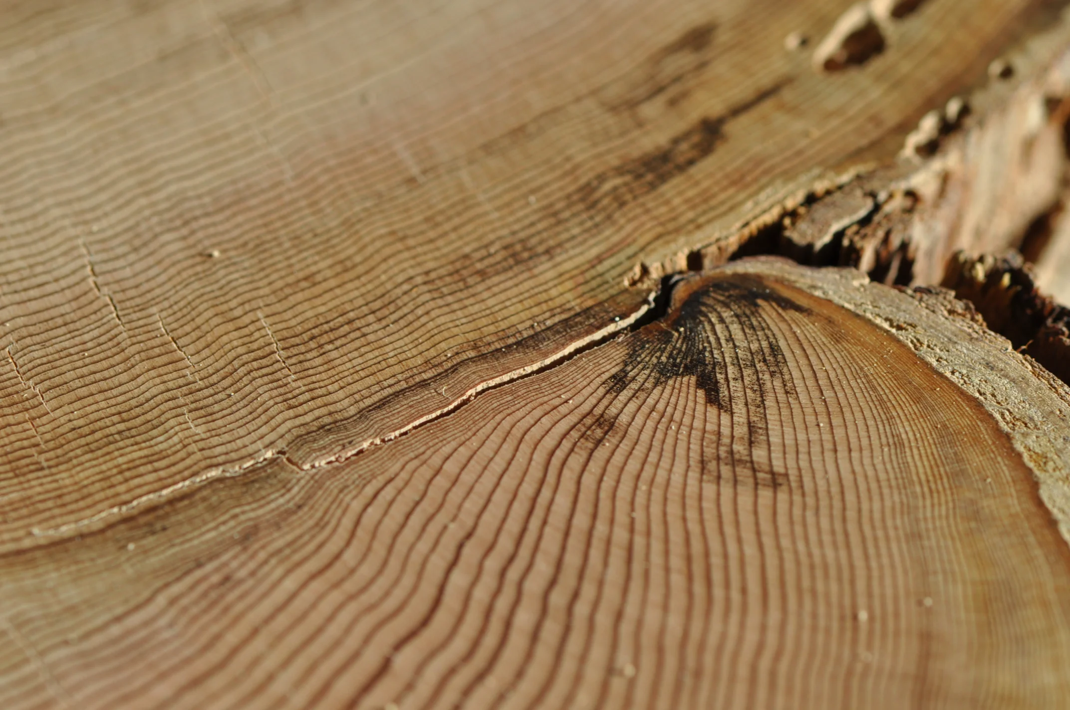 A fire-scarred western redcedar tree.