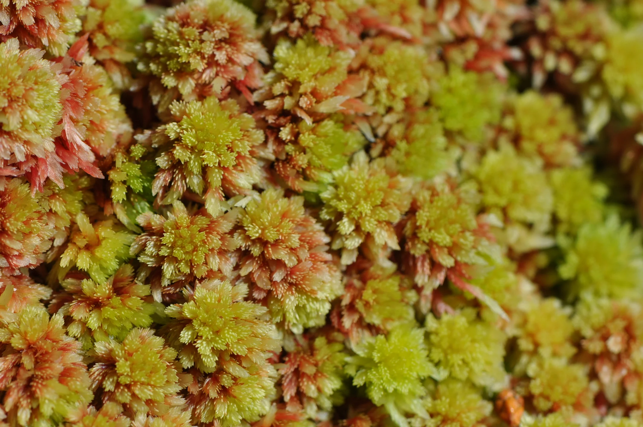 DSC_0320.JPG