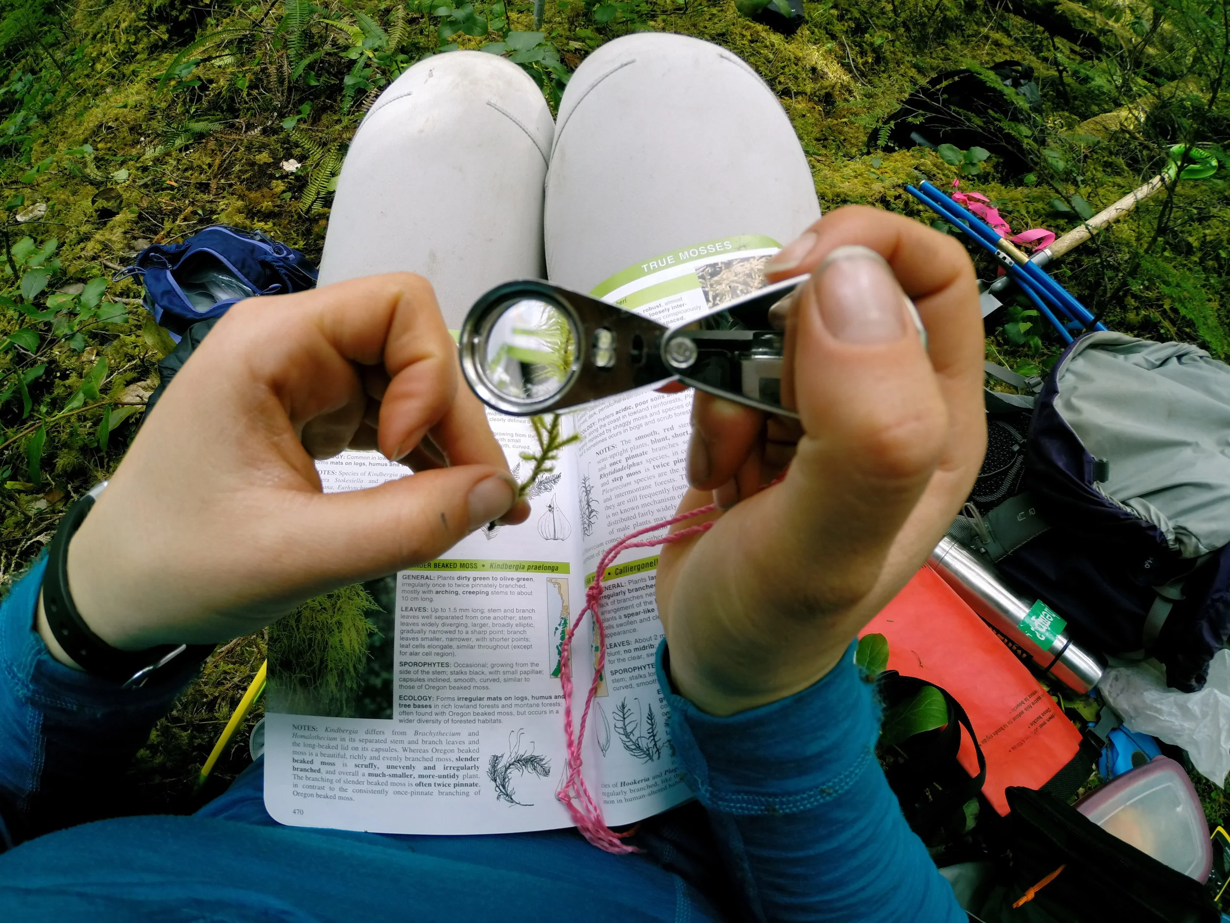 Moss identification in the field.