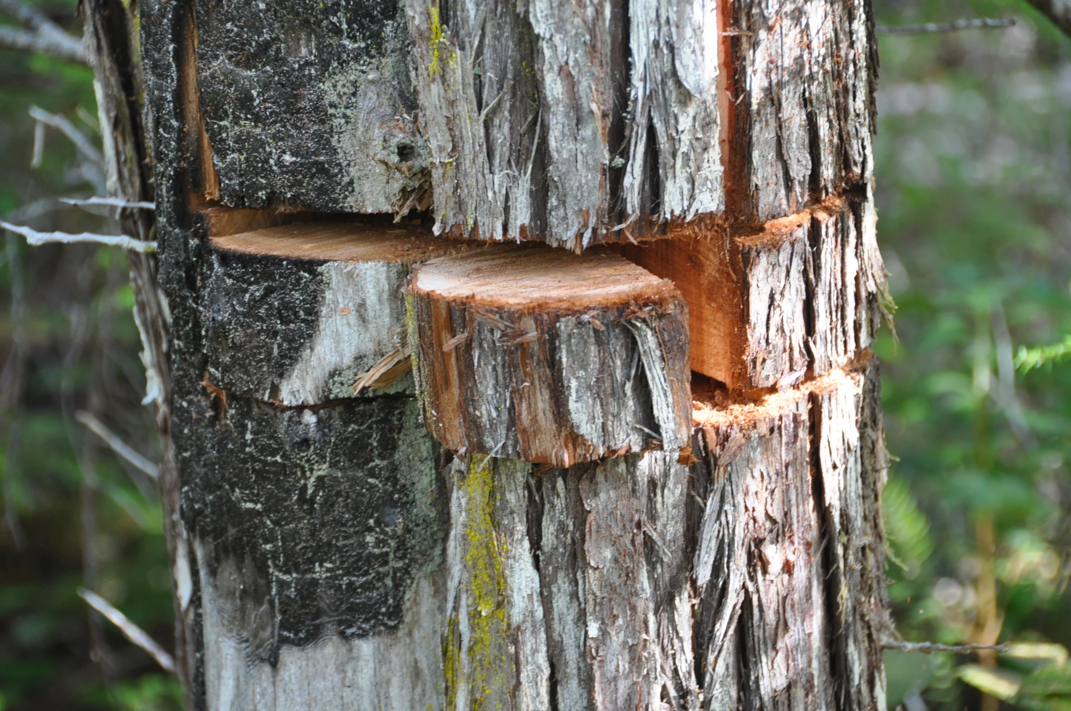 Sampling a fire scar wedge from a western redcedar.