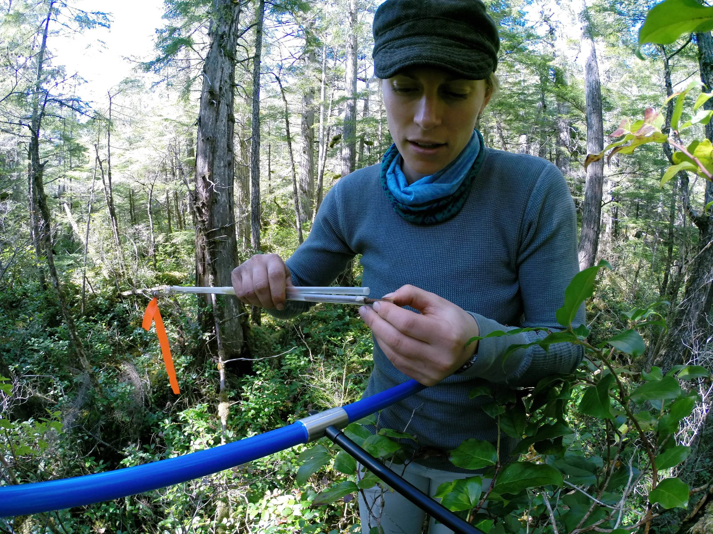 Taking a core from a veteran western redcedar.