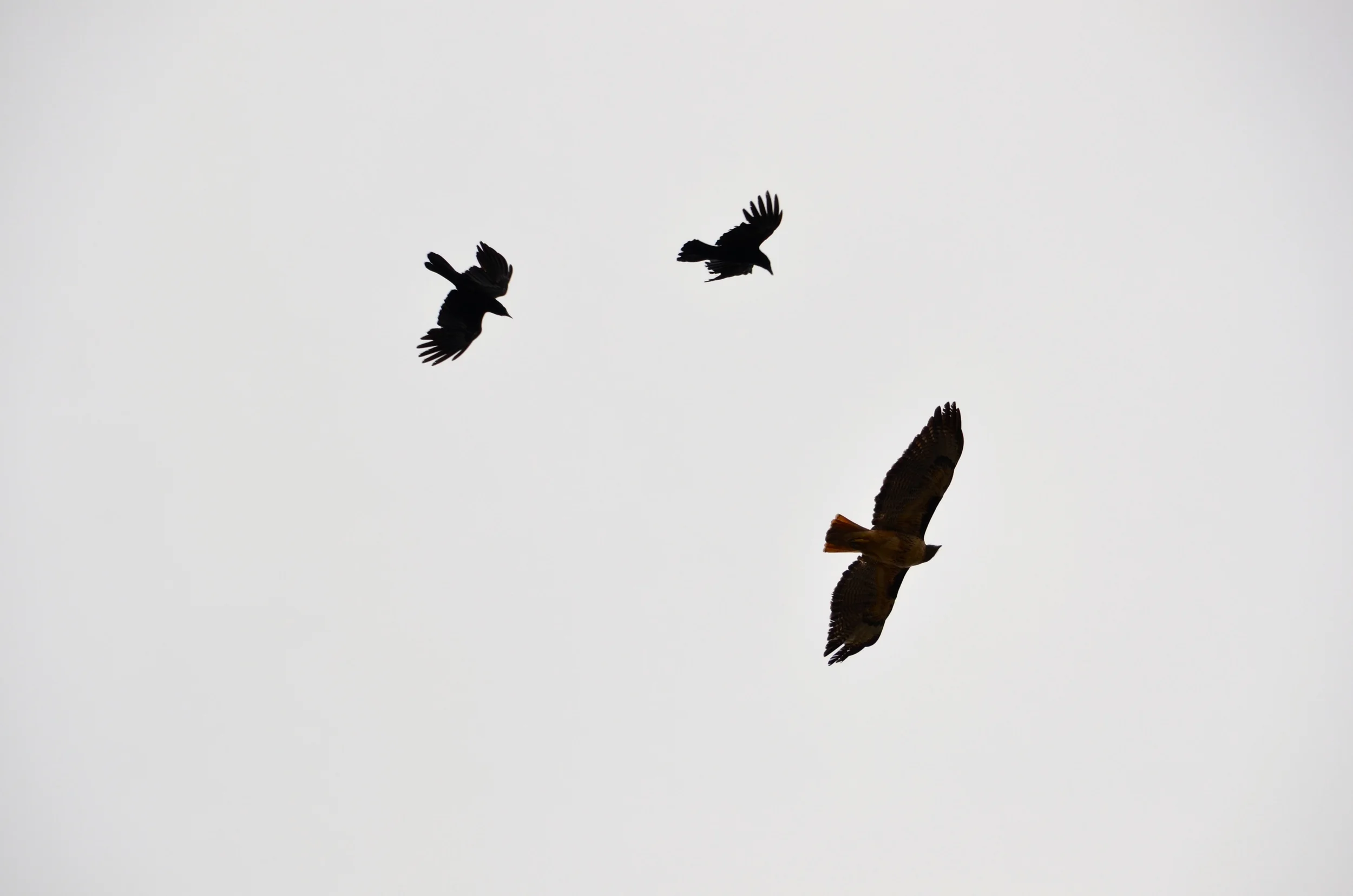 Two crows chase a red tailed hawk through the fog