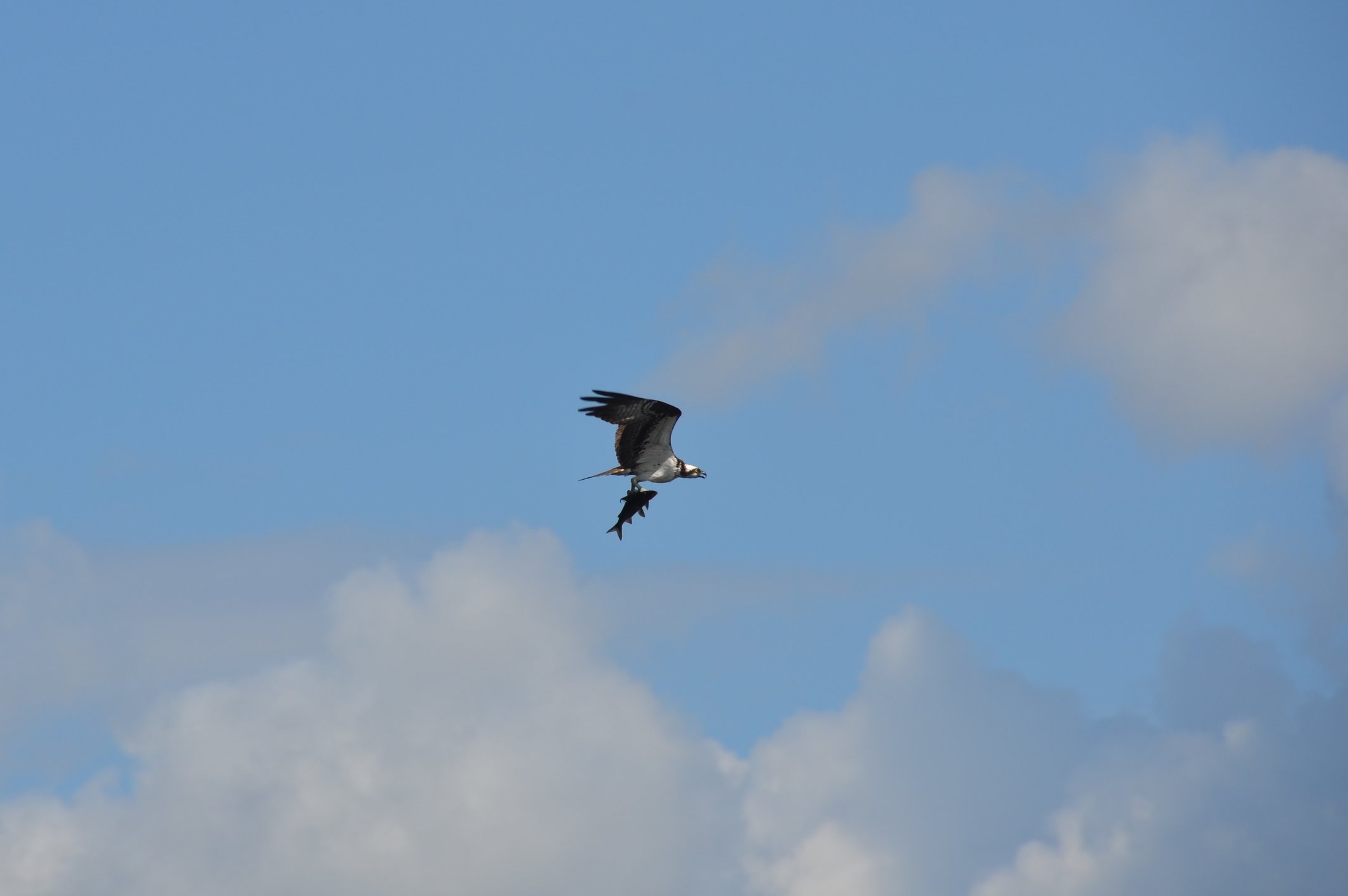 Osprey gets the trout