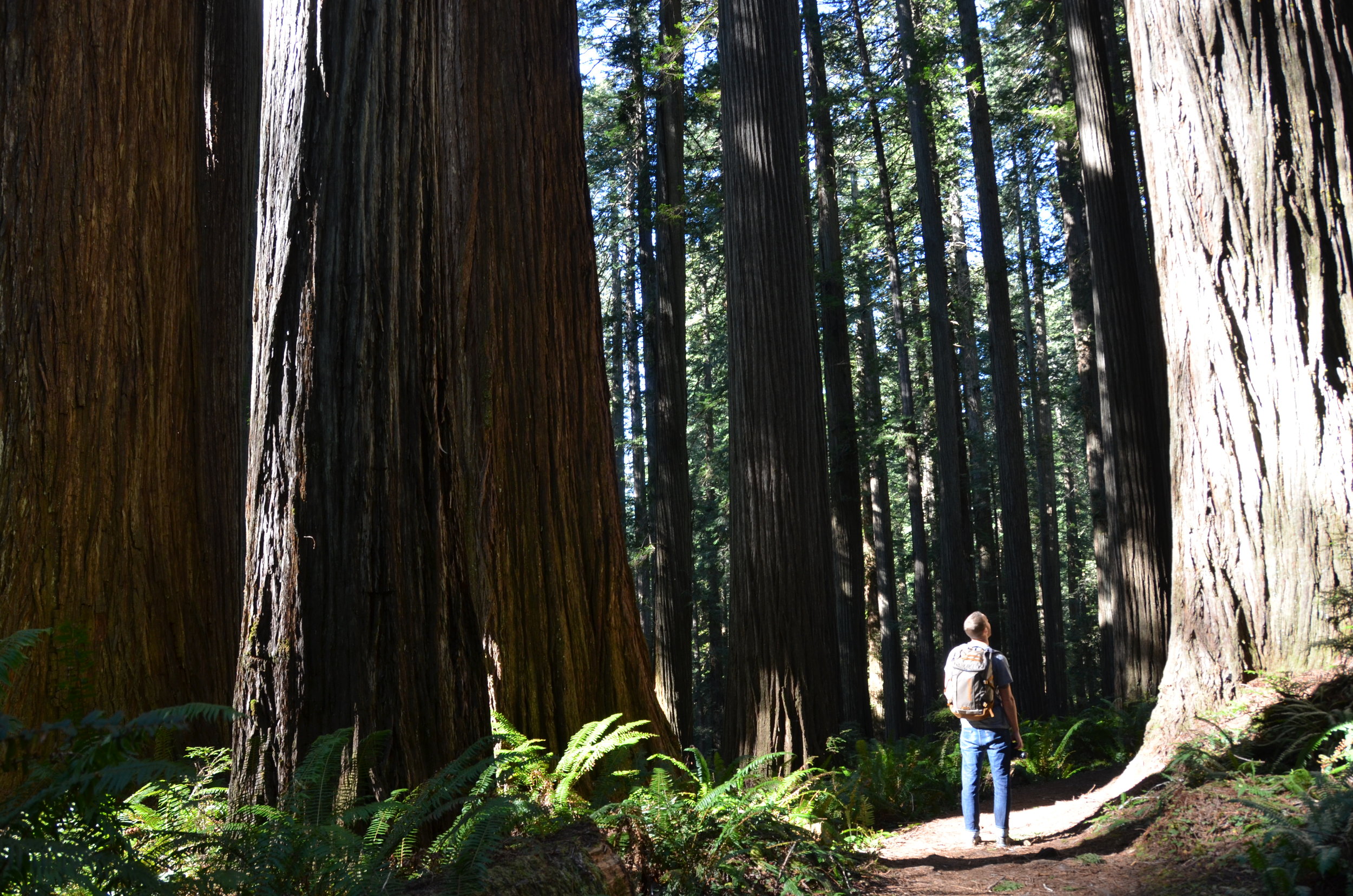 Jedidiah State Park, Northern CA.