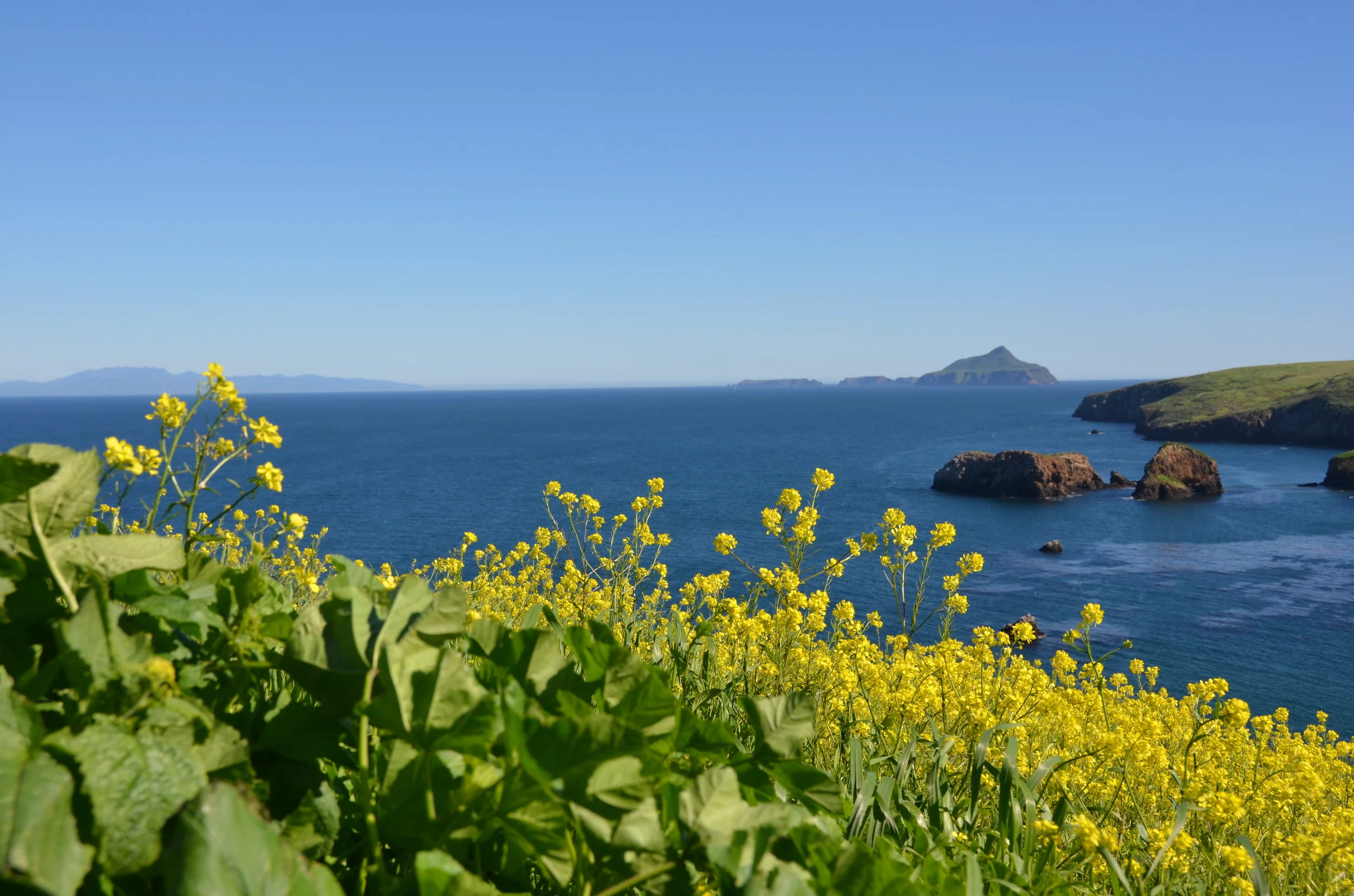 Spring in Channel Islands National Park