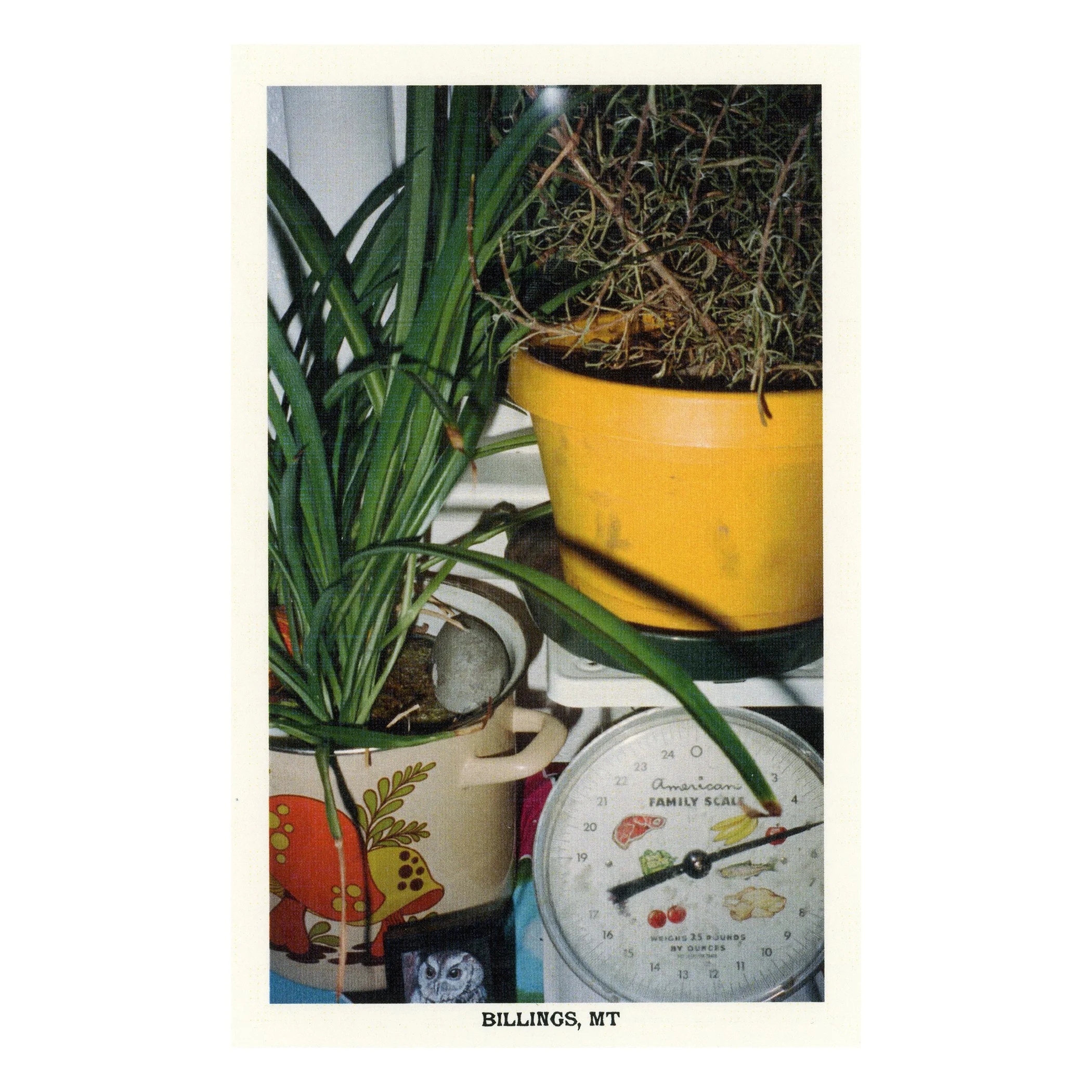 Billings, MT (Mushroom Pot)