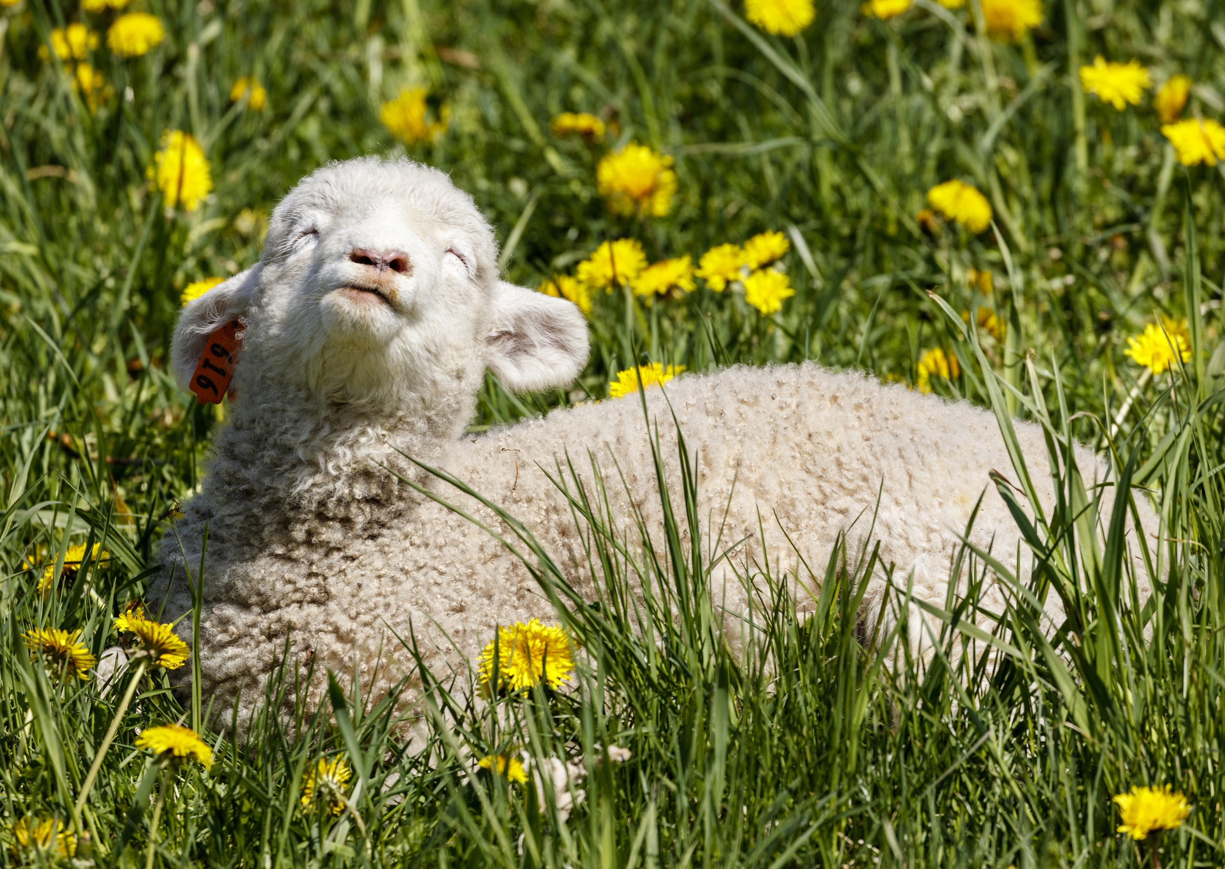 Sheep