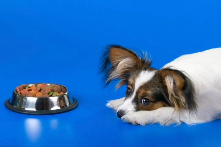 The Picky Eater