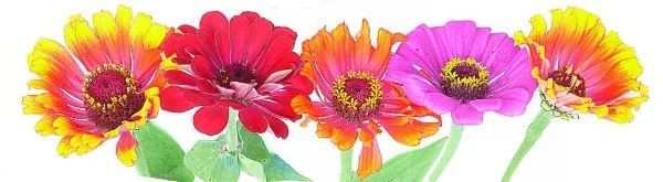 zinnia-flower-banner_ret.jpg