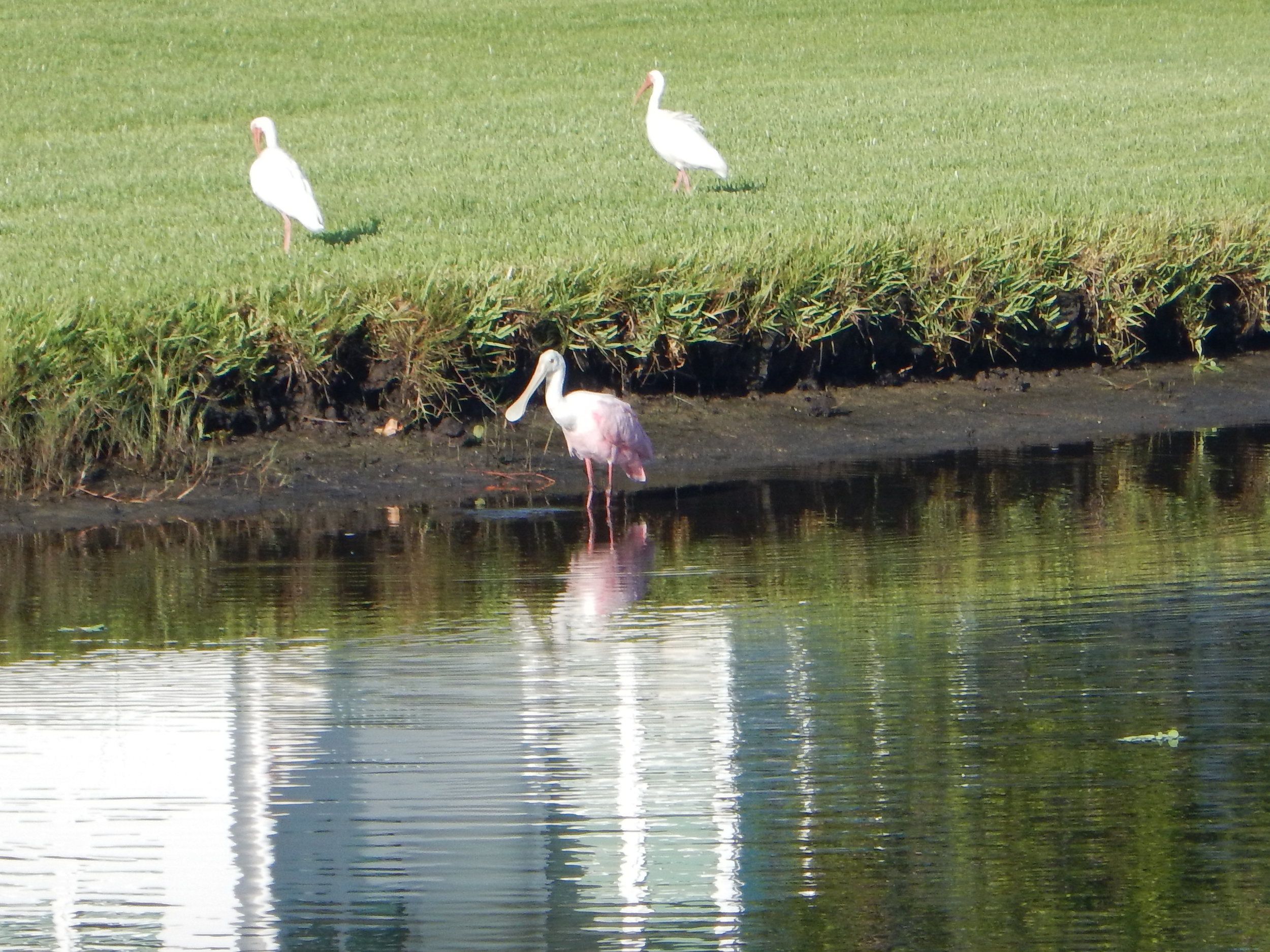 spoonbill.jpg