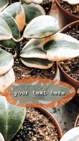 vidrec-gif6.gif