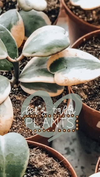 vidrec-gif2.gif