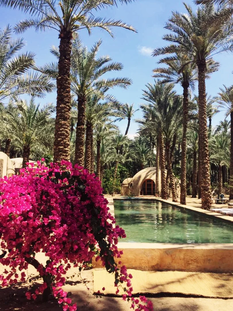 Ardy, showing the pool, bougainvillea, and the Yoga Shala in the back ground. Photo by Shaden Tarek