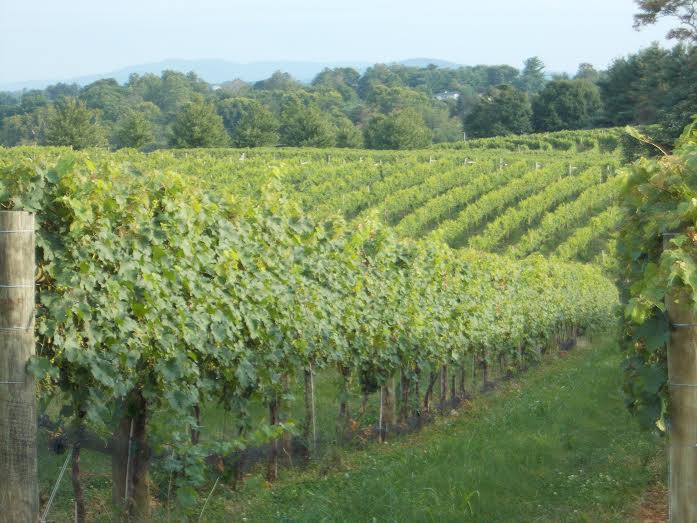 (Cool Ridge Vineyard in the foothills of South Mountain. Washington County, Maryland)