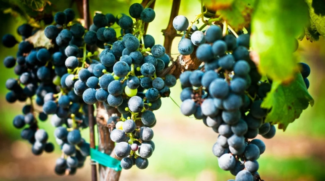 winery6.jpg