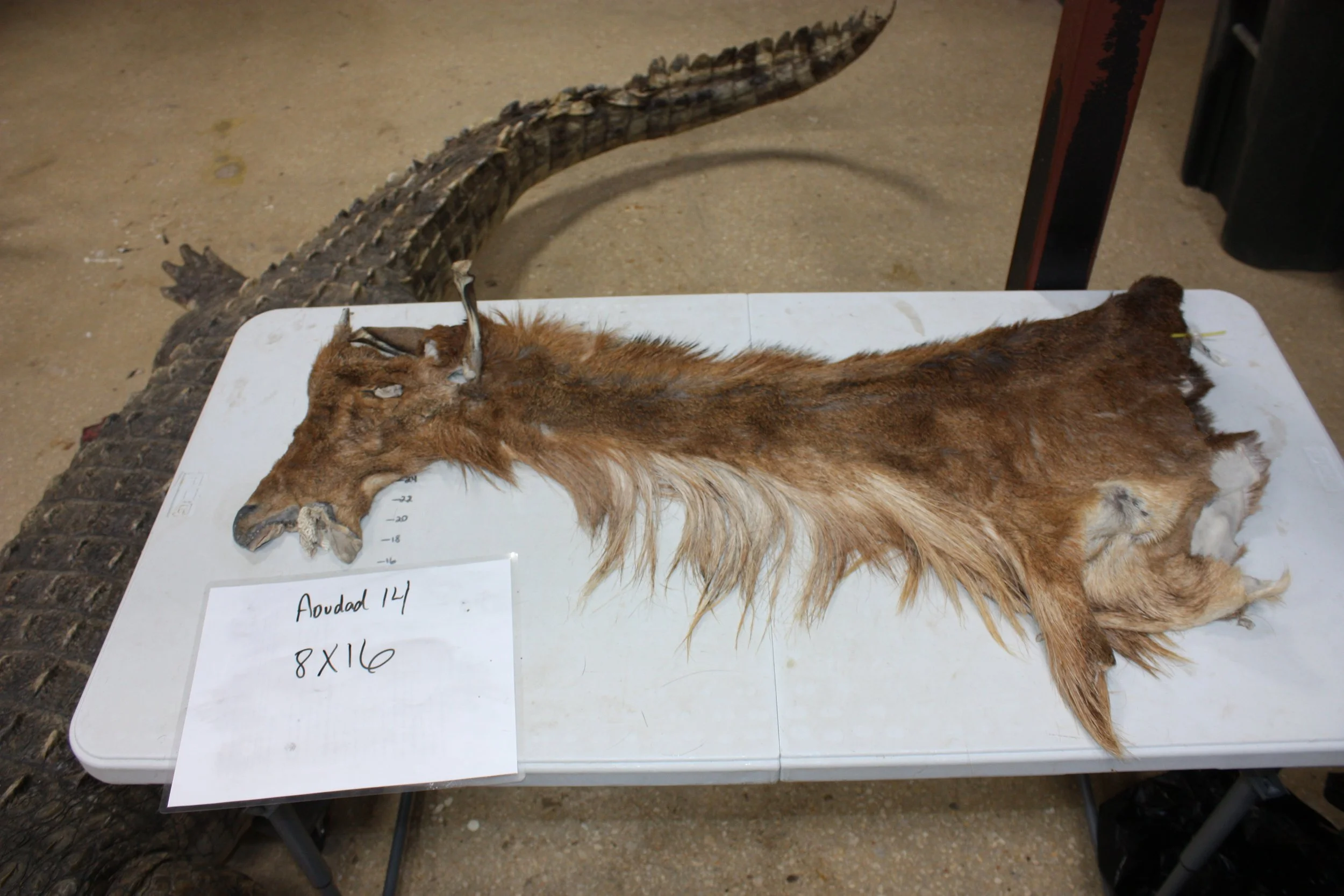 AOUDAD 14 (2) 225.JPG