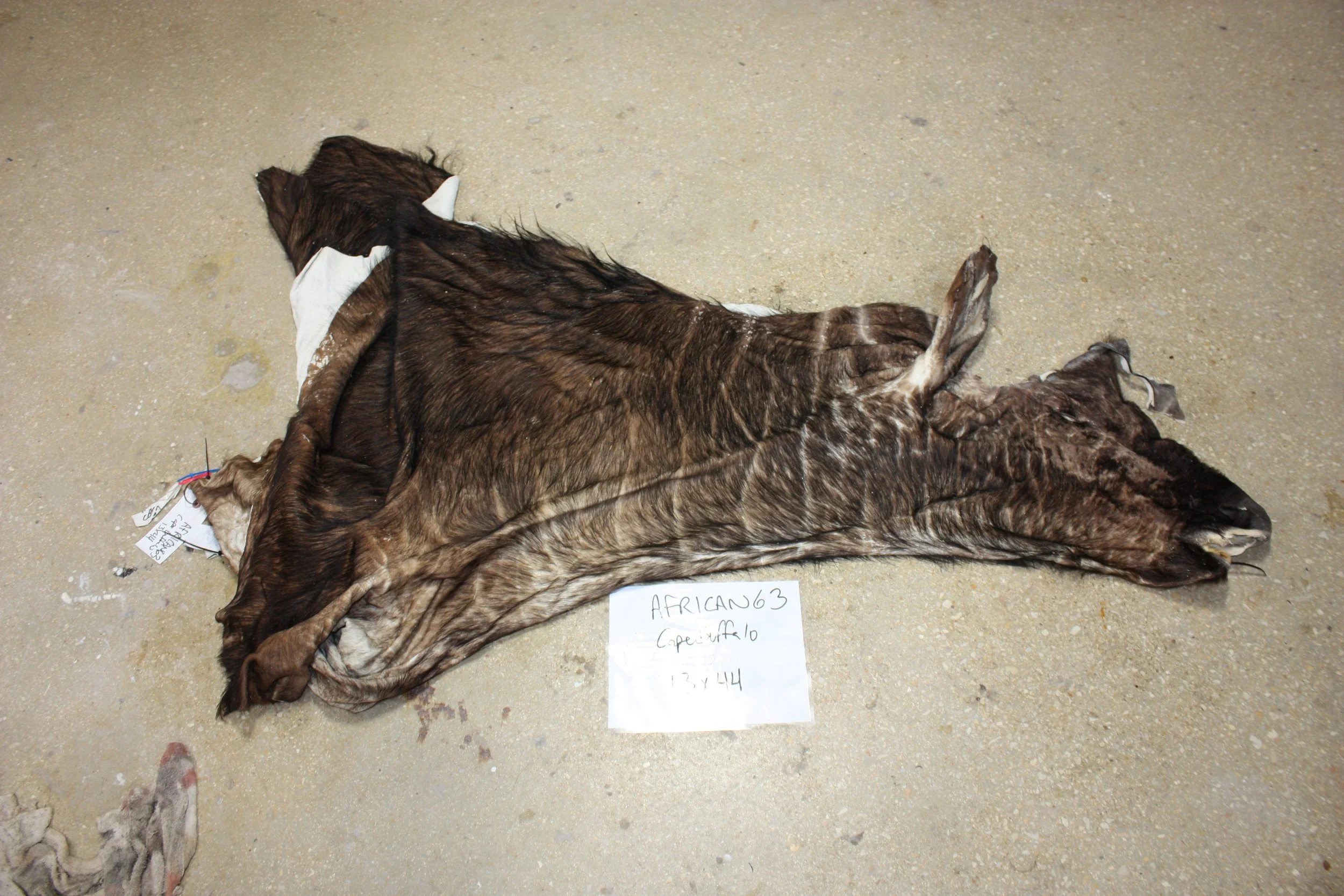 63 cape buff (2).JPG