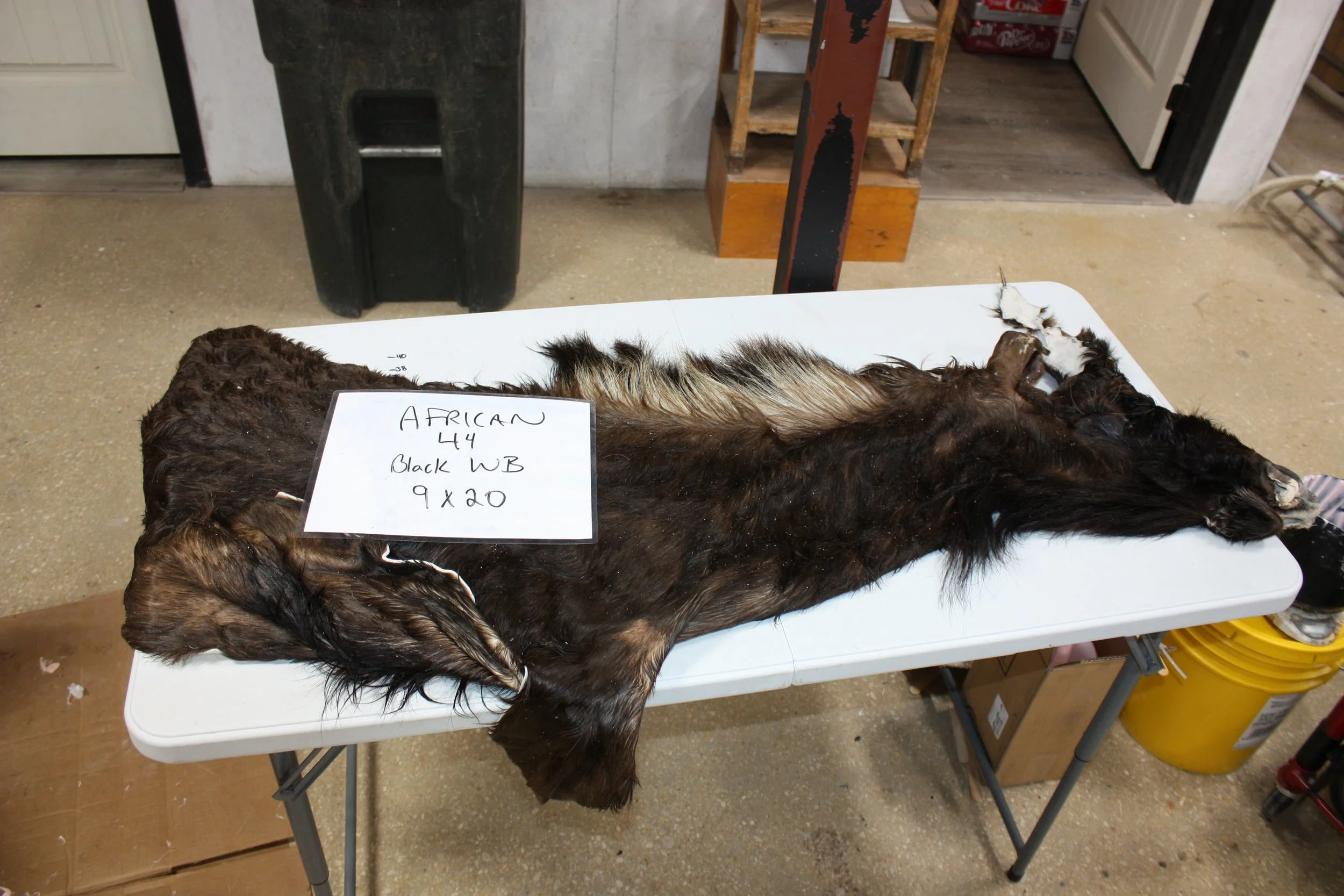 44 black wildebeest (2).JPG