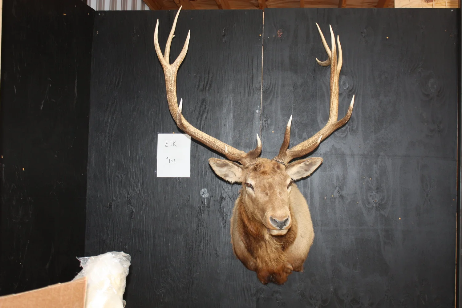 Mounted Elk Antlers