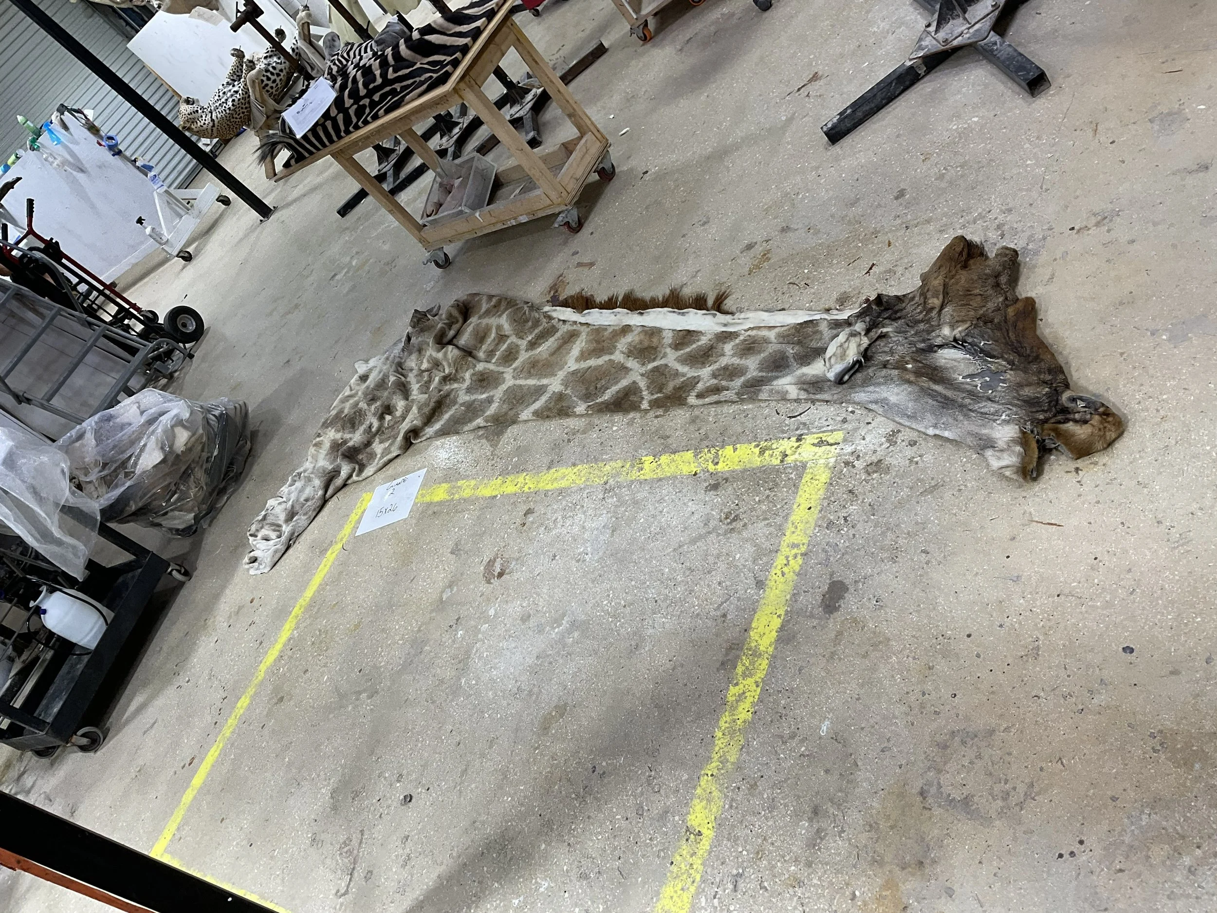 Giraffe2.jpg