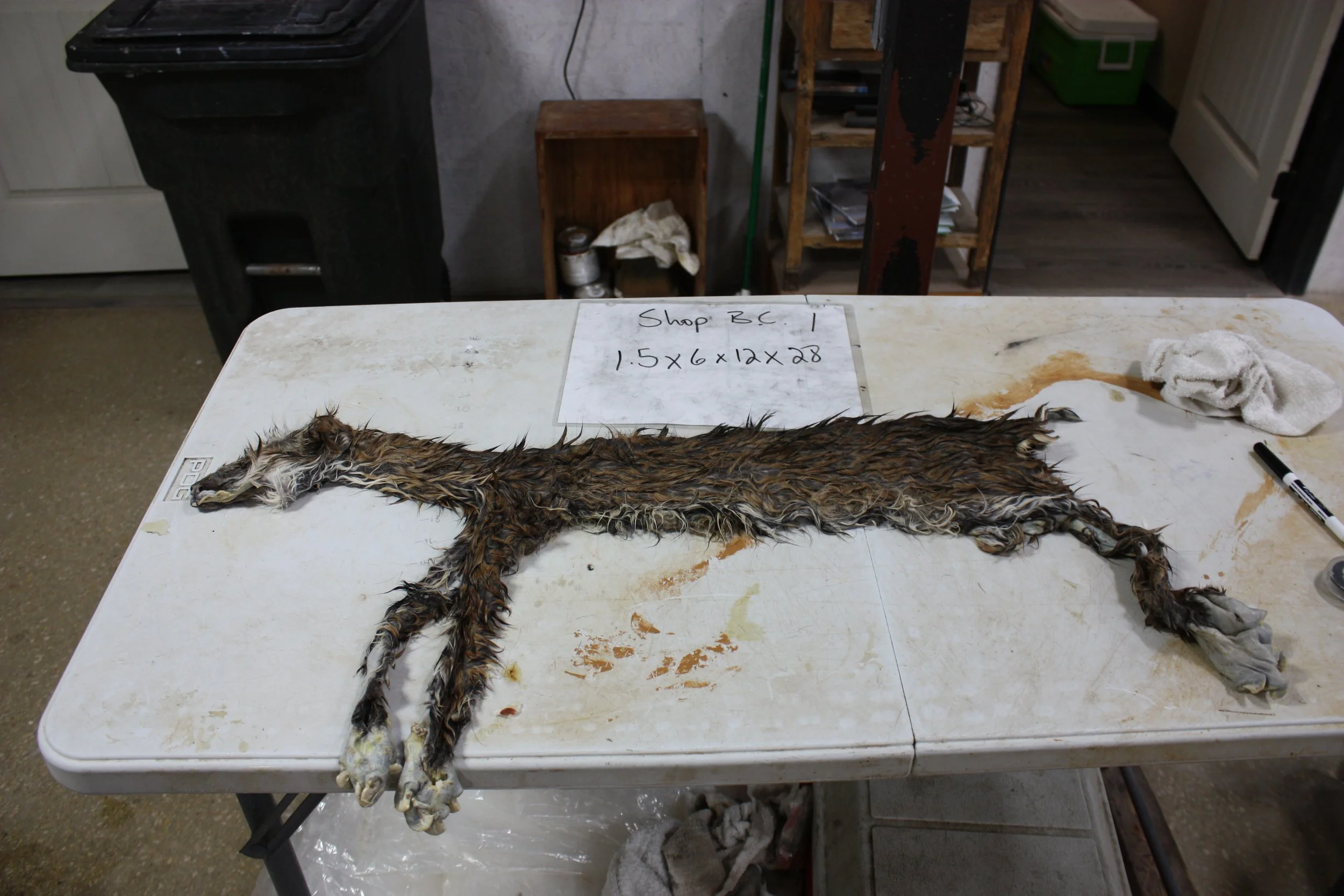 Bobcat1..JPG