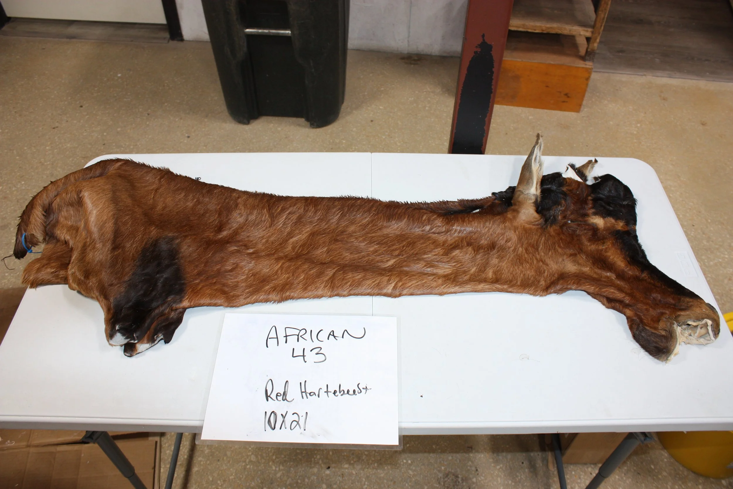 43 red hartebeest (2).JPG