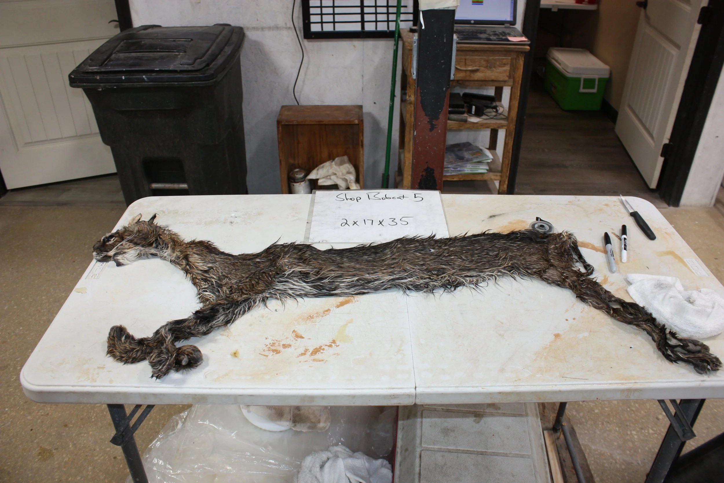 Bobcat5..JPG