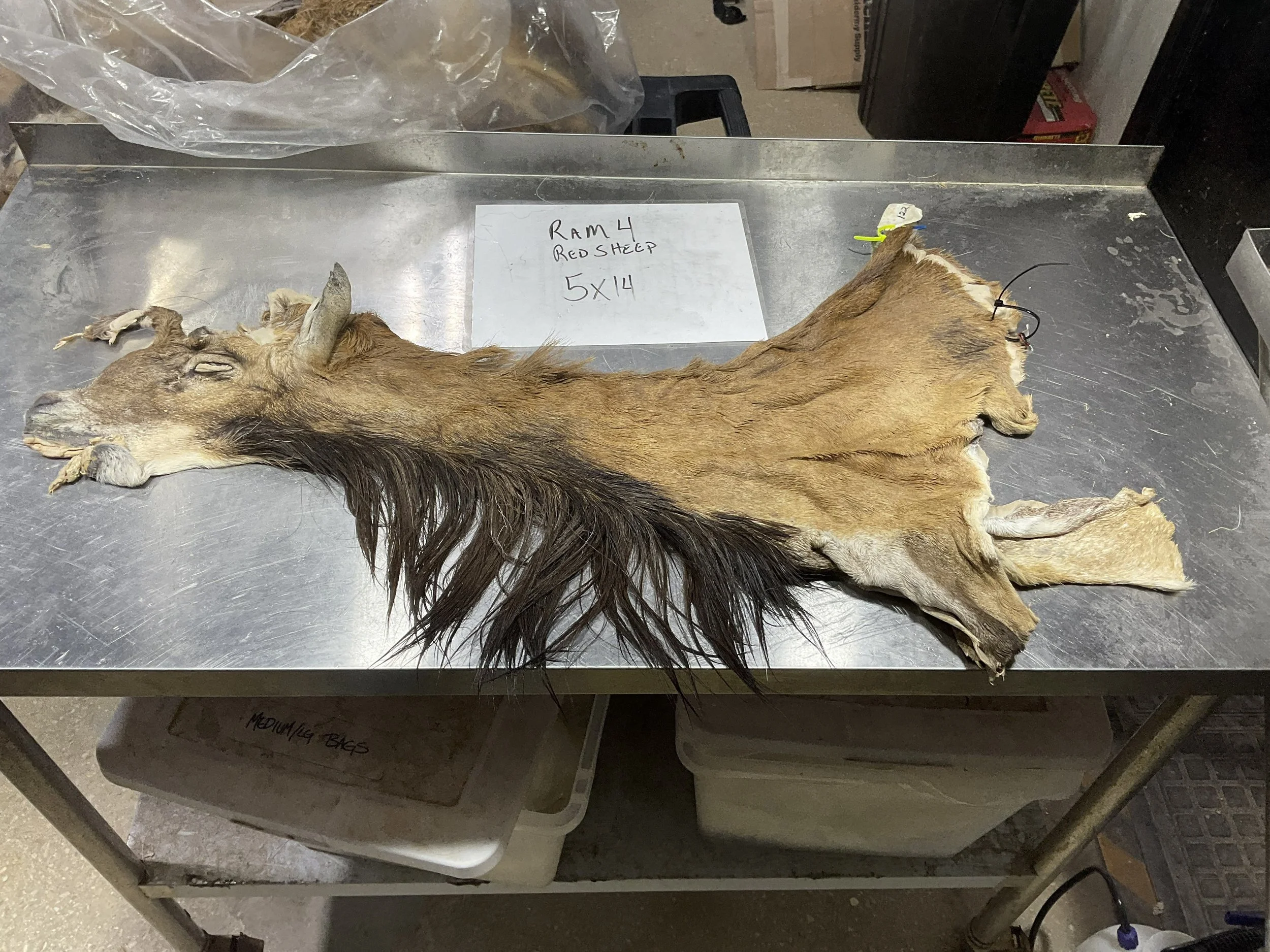 Ram4.jpg
