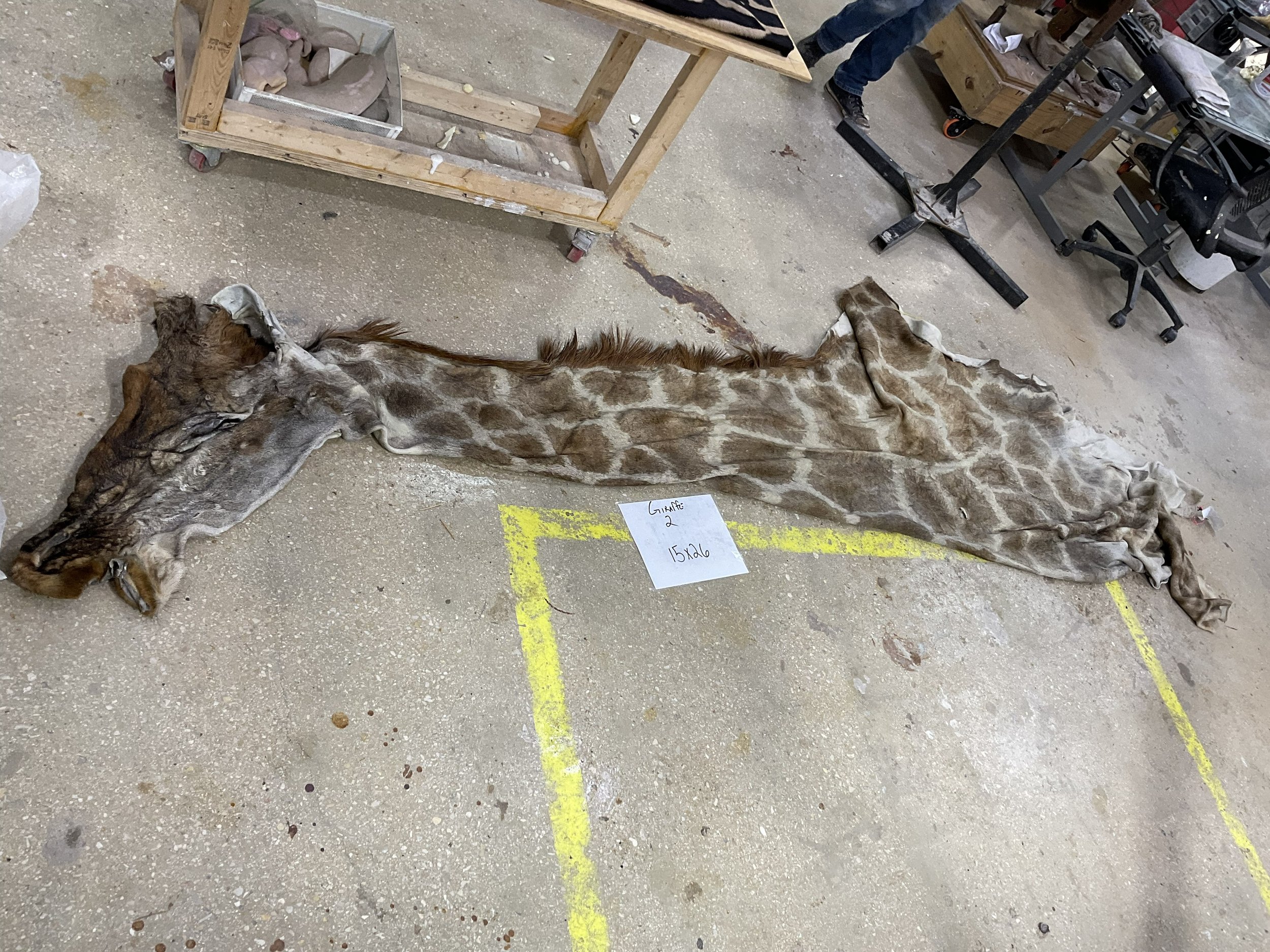 Giraffe 2.jpg