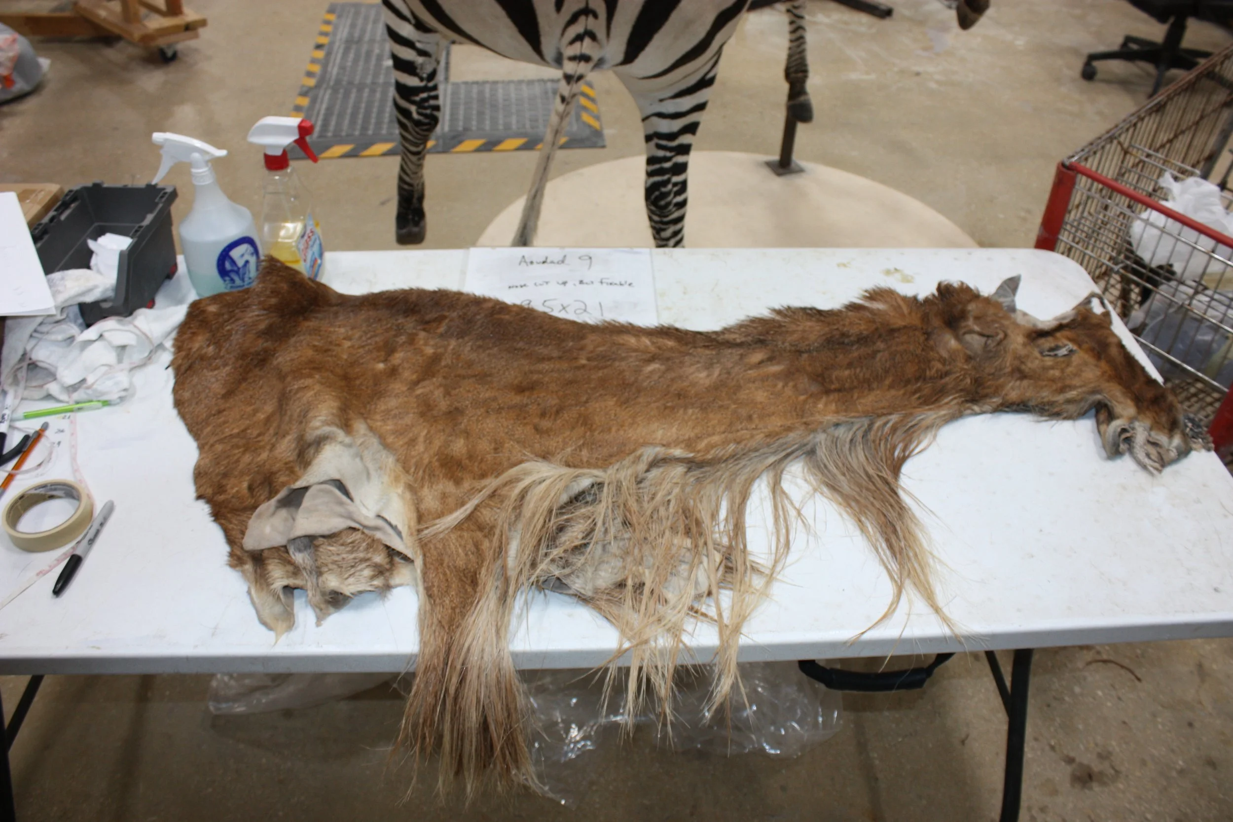 aoudad 9 (2) 350.JPG