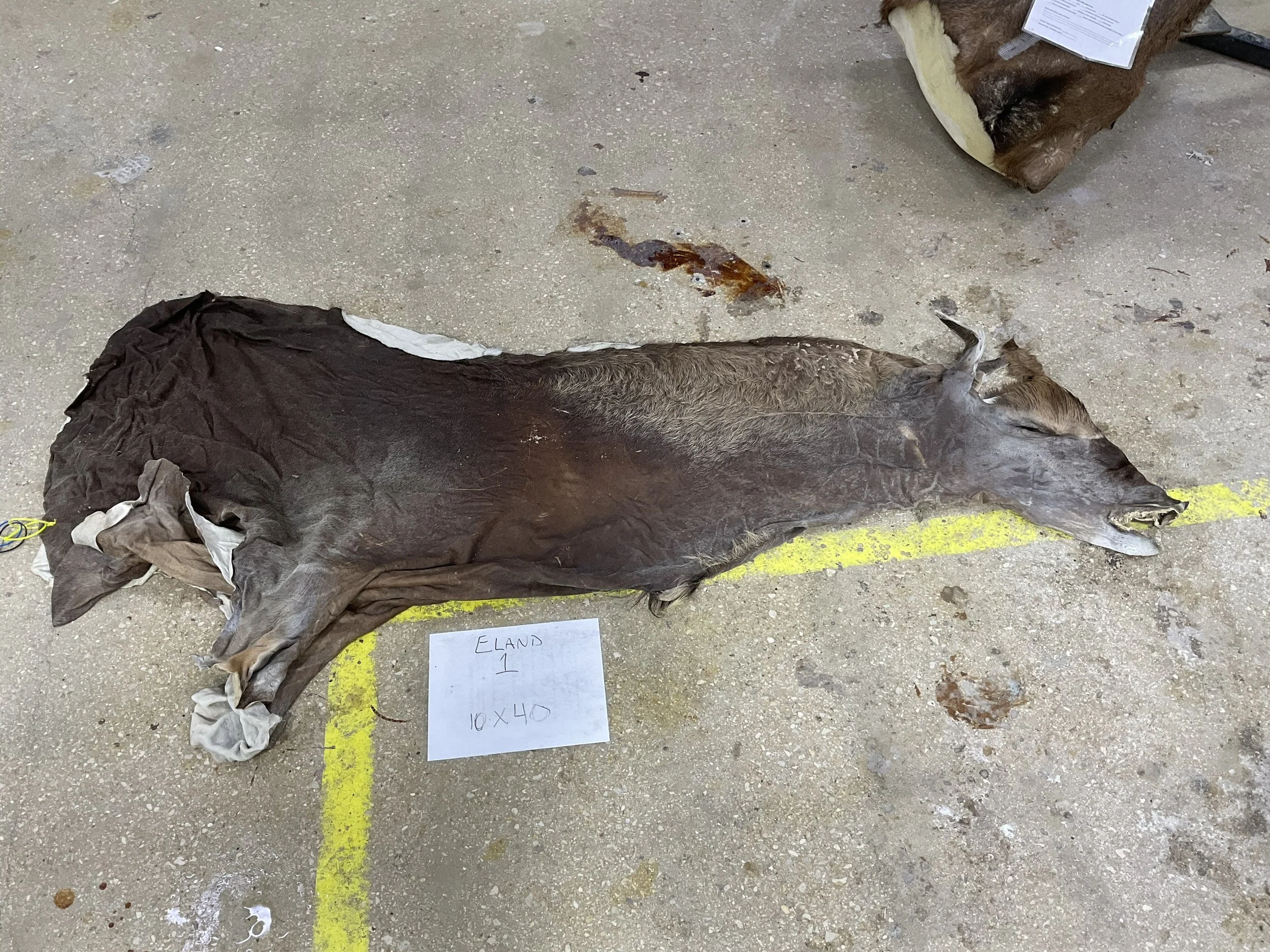 Eland 1.jpg