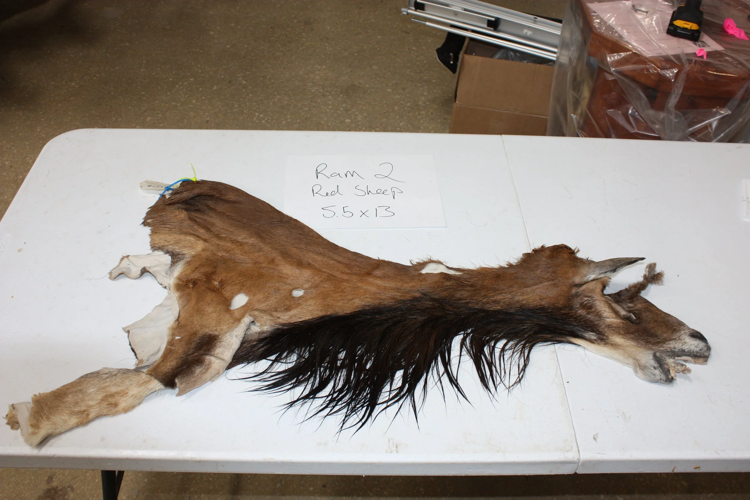 ram 2 redsheep  .JPG