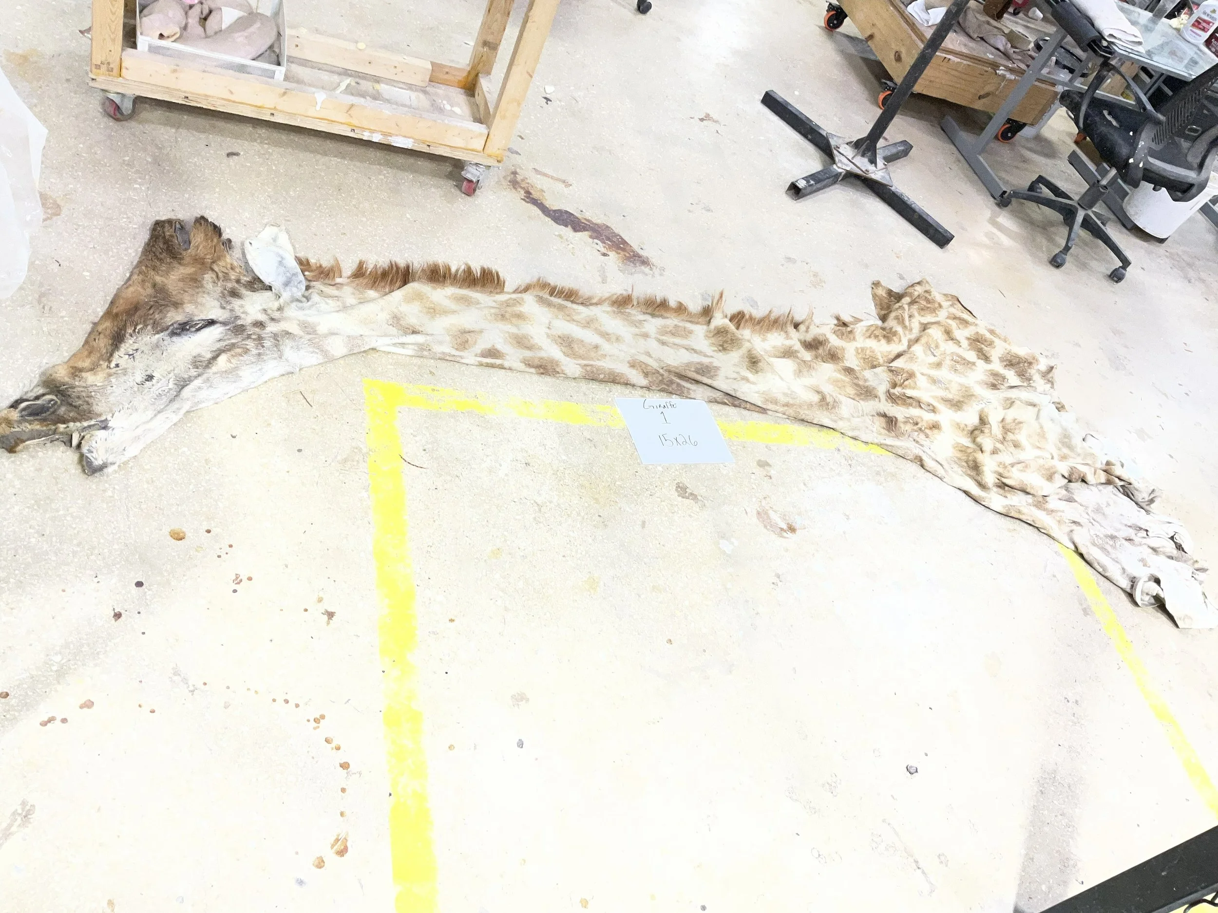 Giraffe 1.jpg