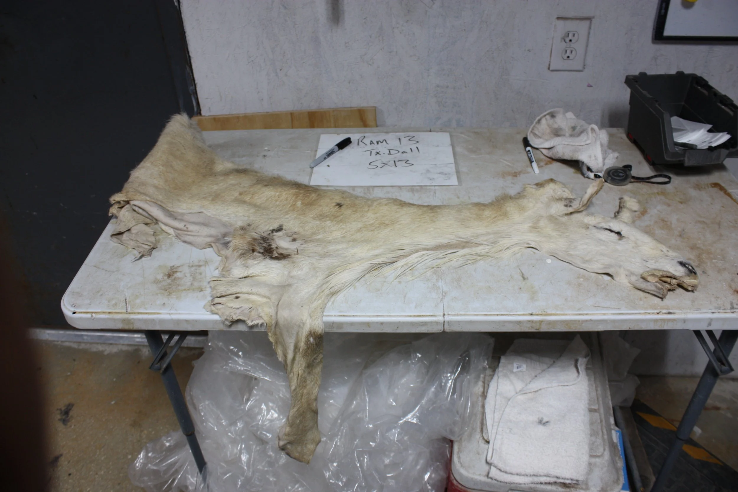 Ram 13-TX Dall (2).JPG