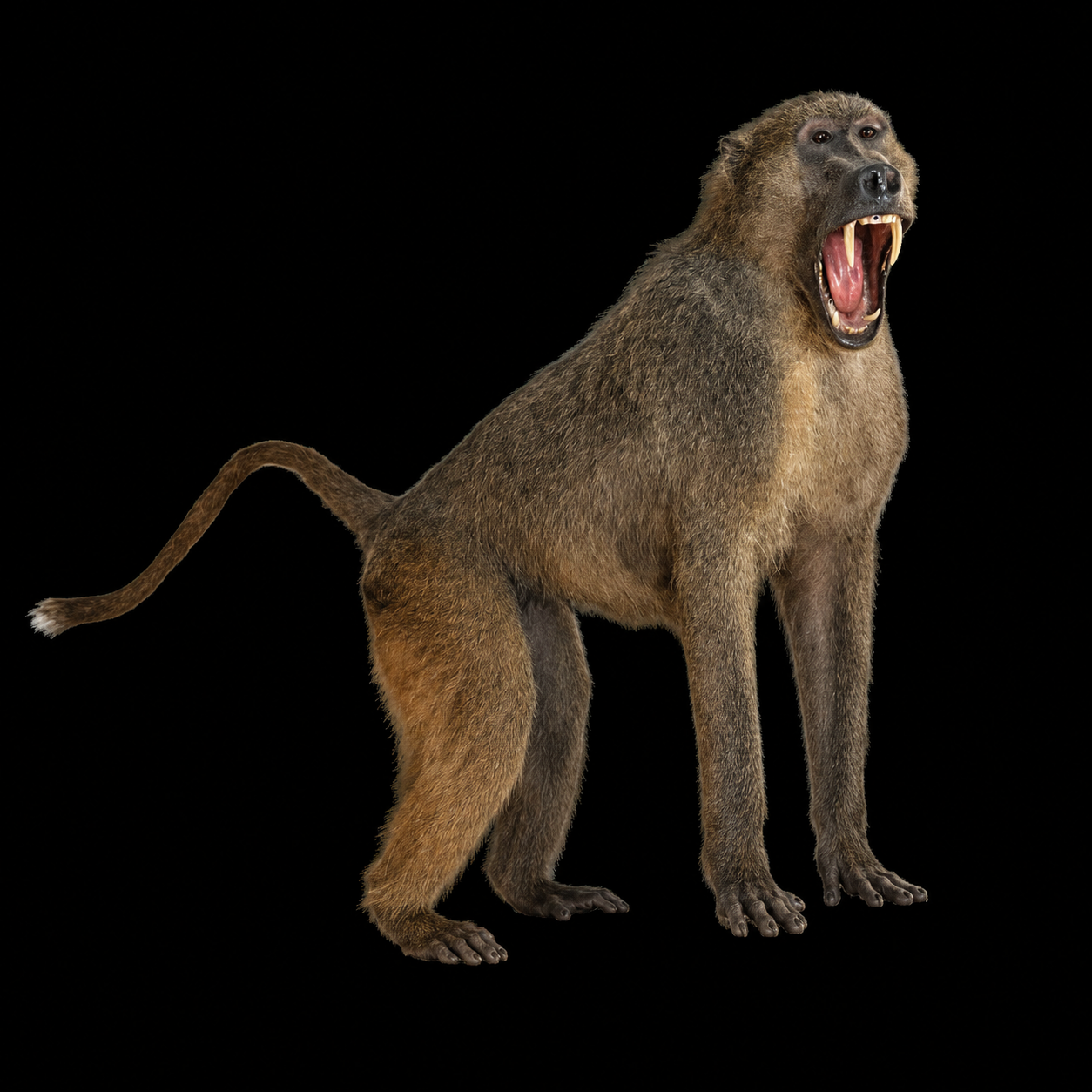 #15-Baboon LS.png