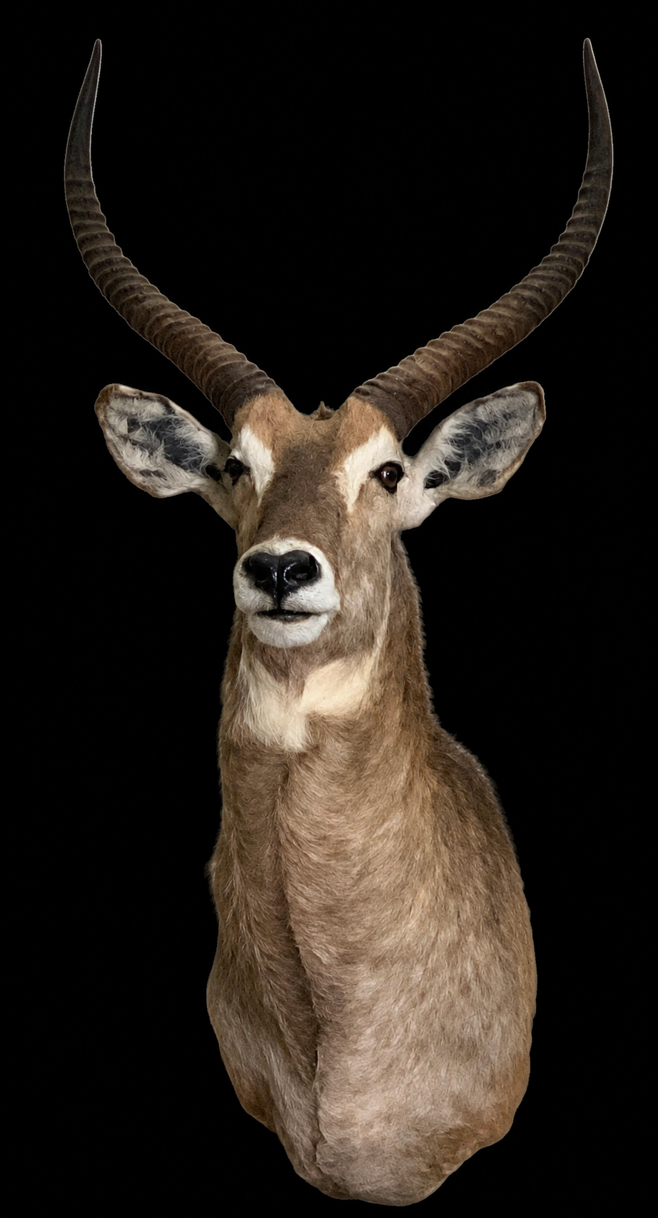 #27 Waterbuck.png