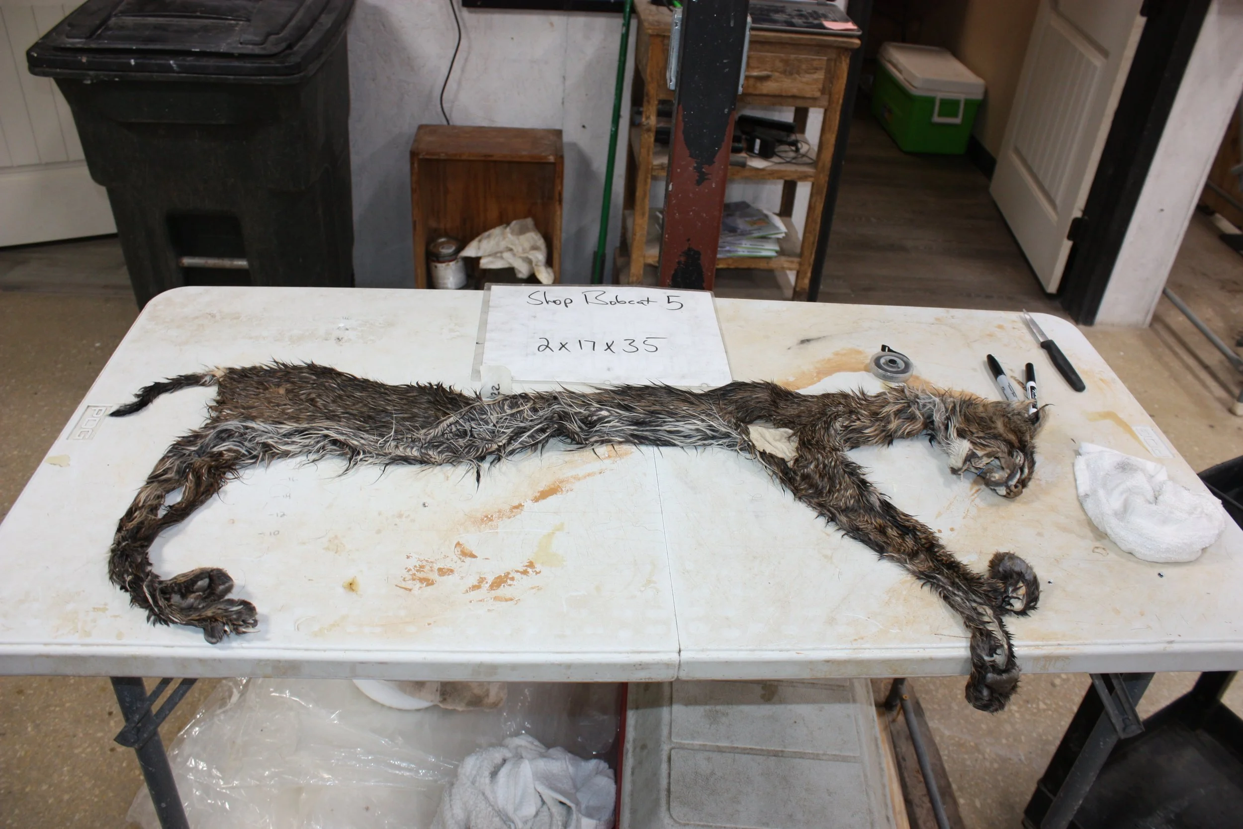 Bobcat5.JPG
