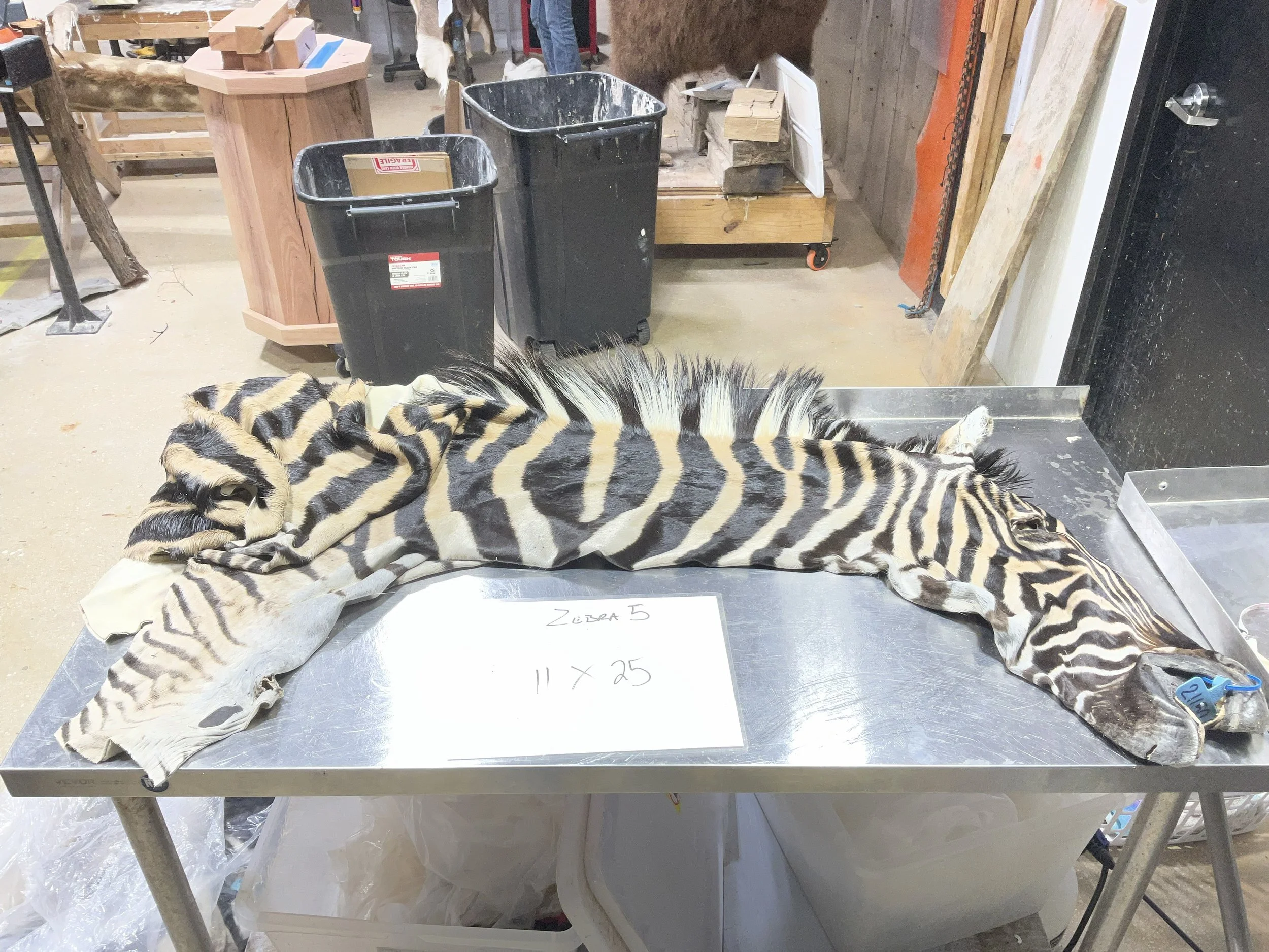 Zebra 5.jpg