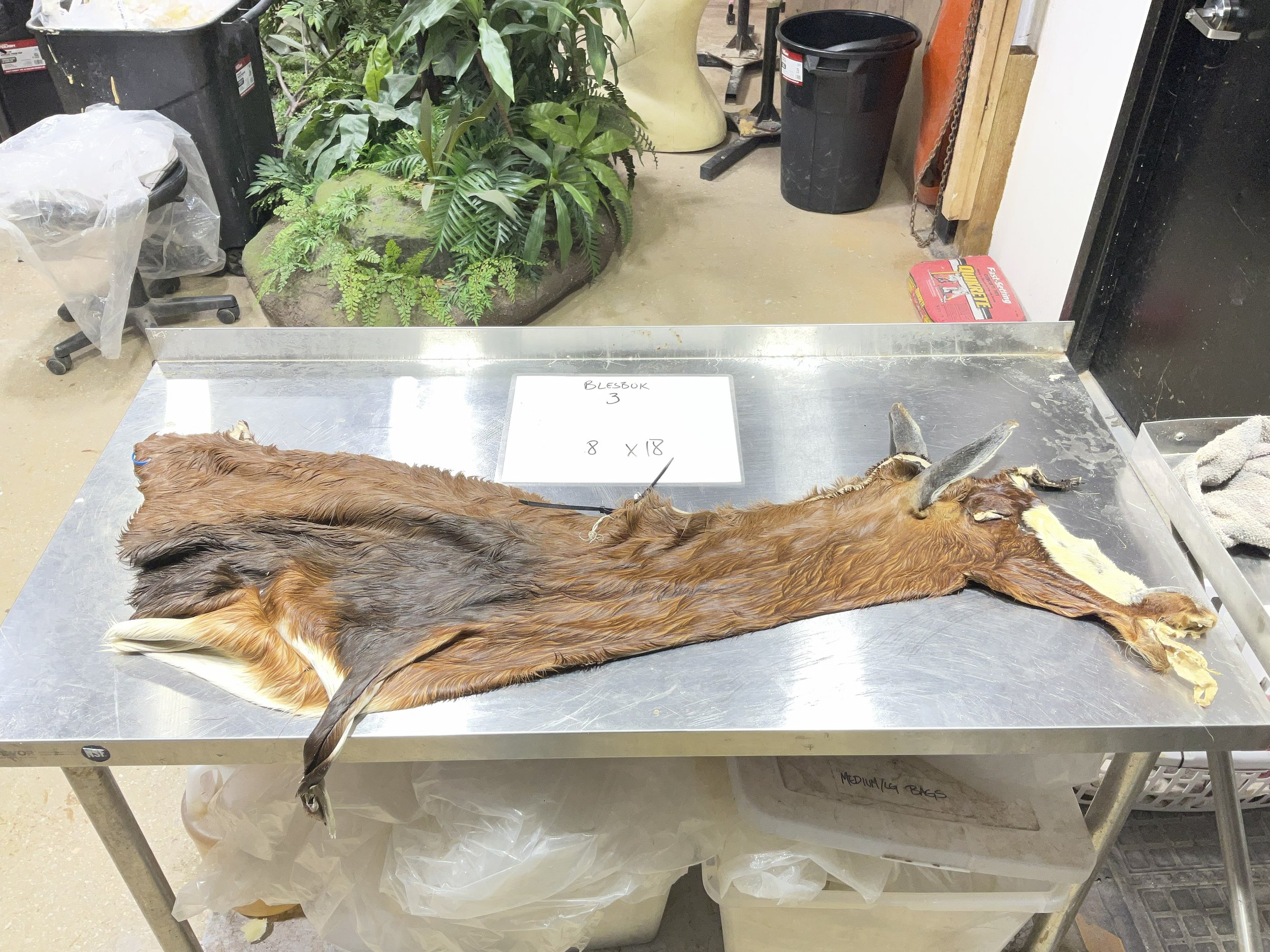 Blesbok 3.jpg