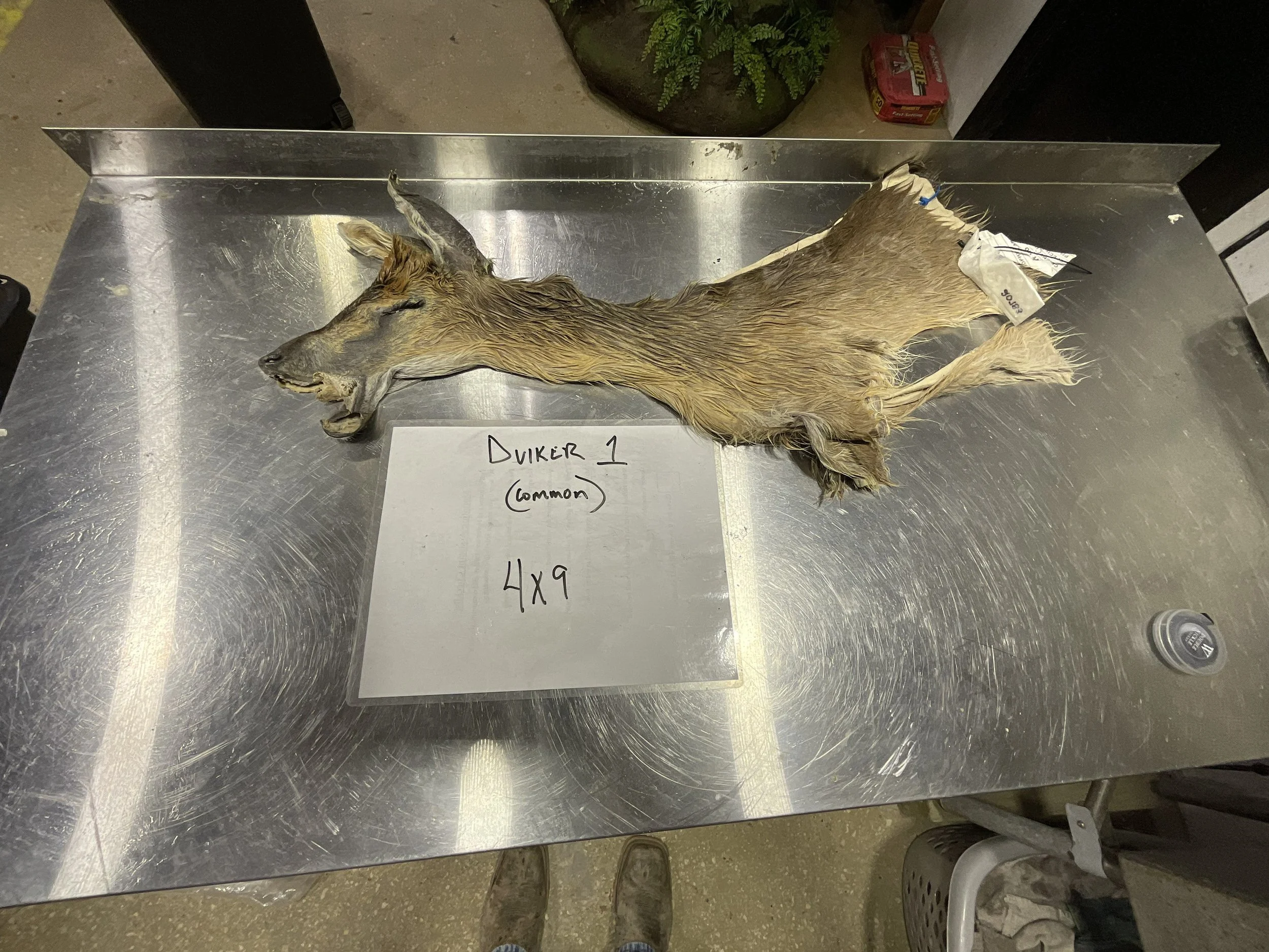 Common Duiker1.jpg