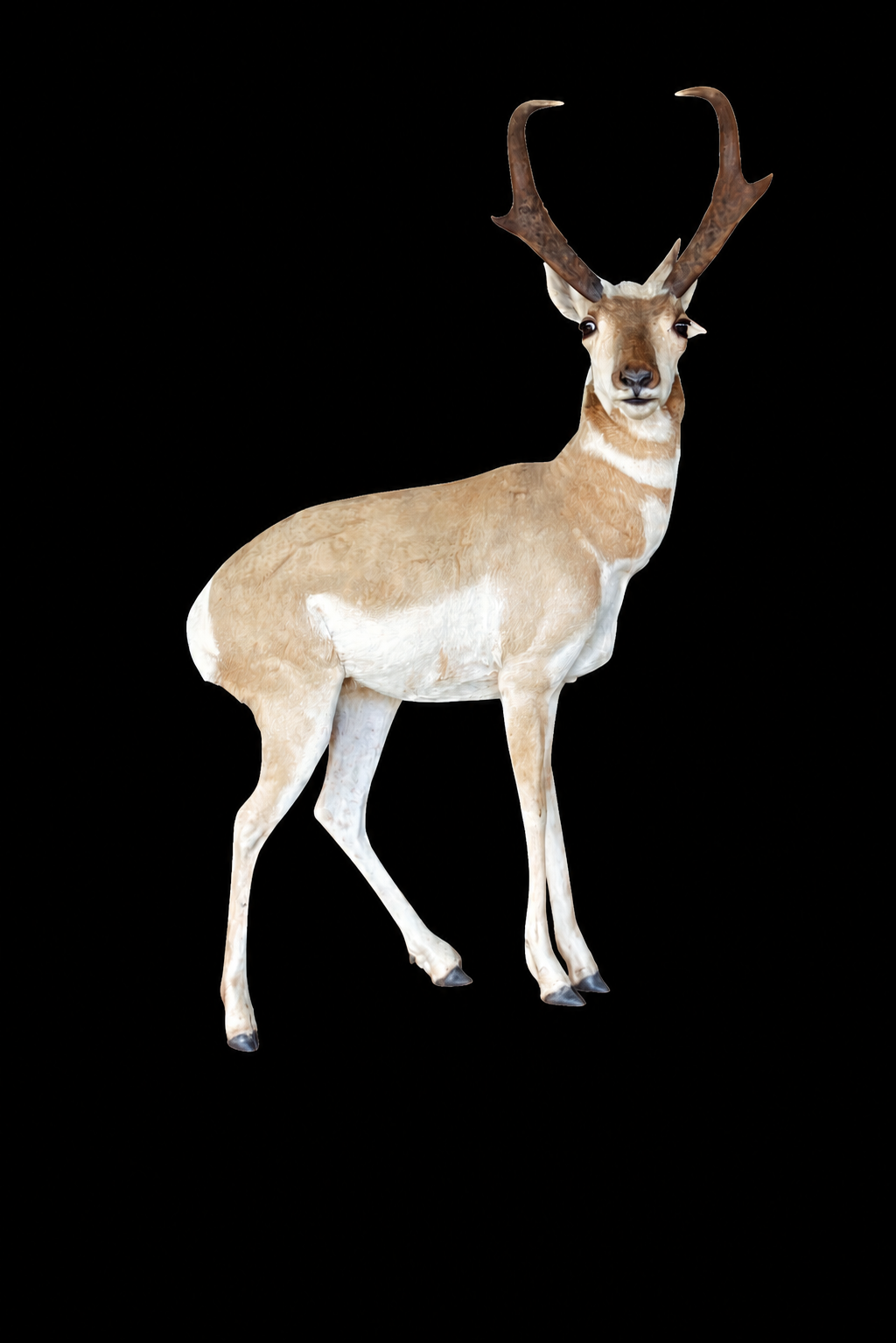 #2-LS Pronghorn.png