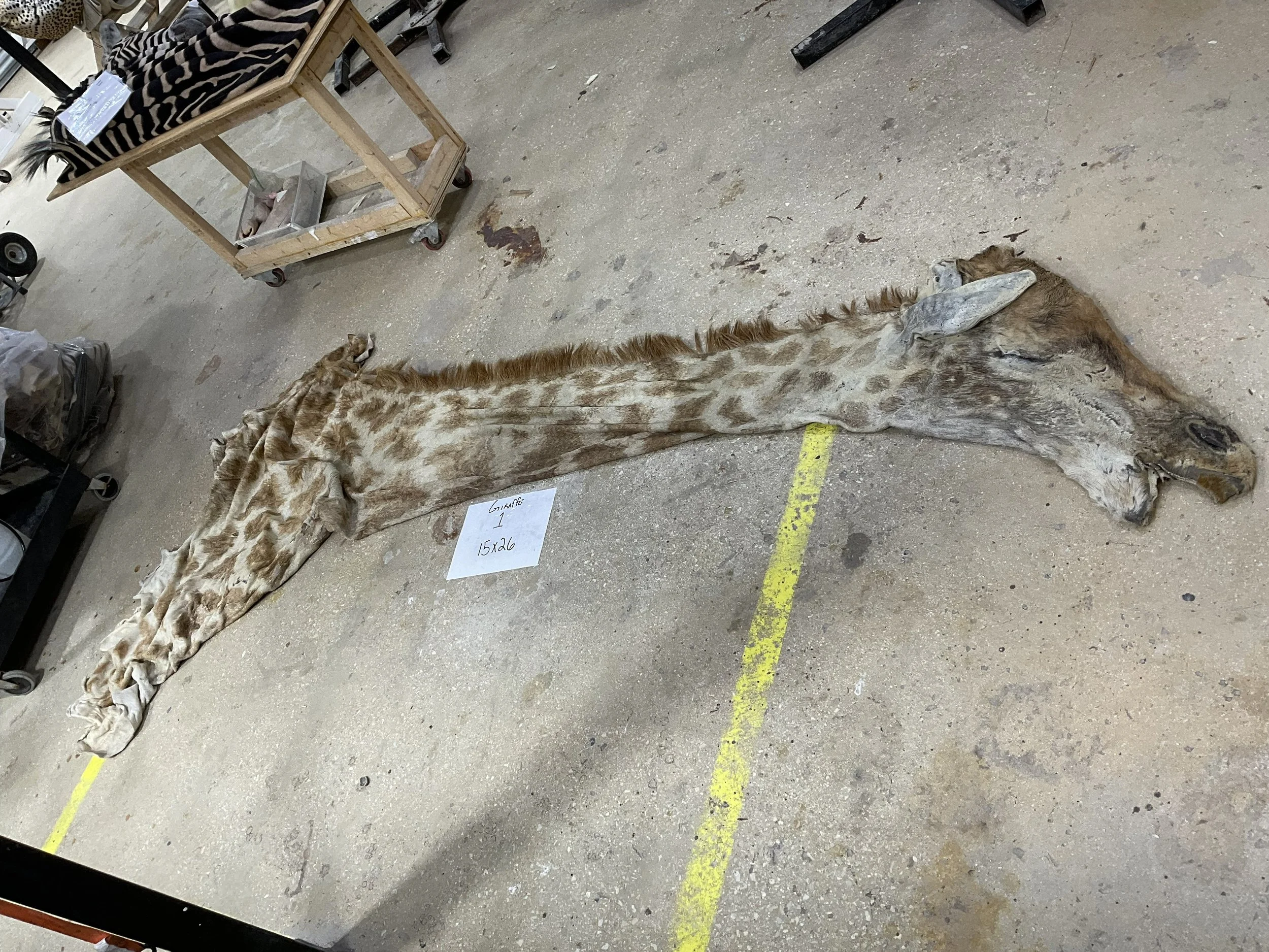Giraffe1.jpg