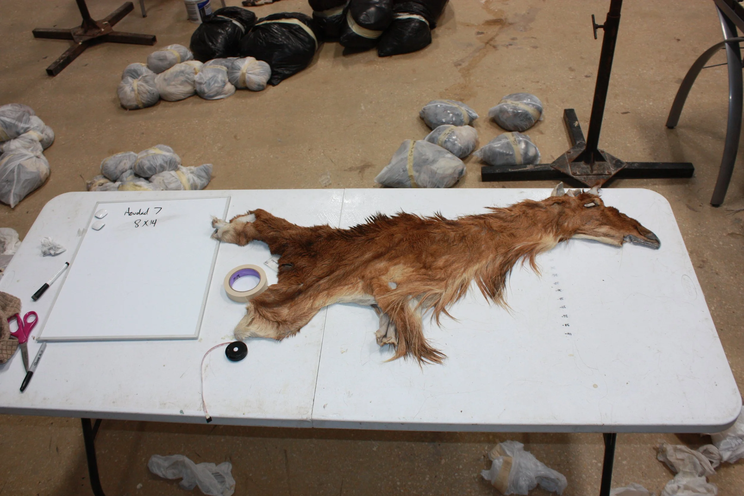 aoudad 7 225 (2).JPG